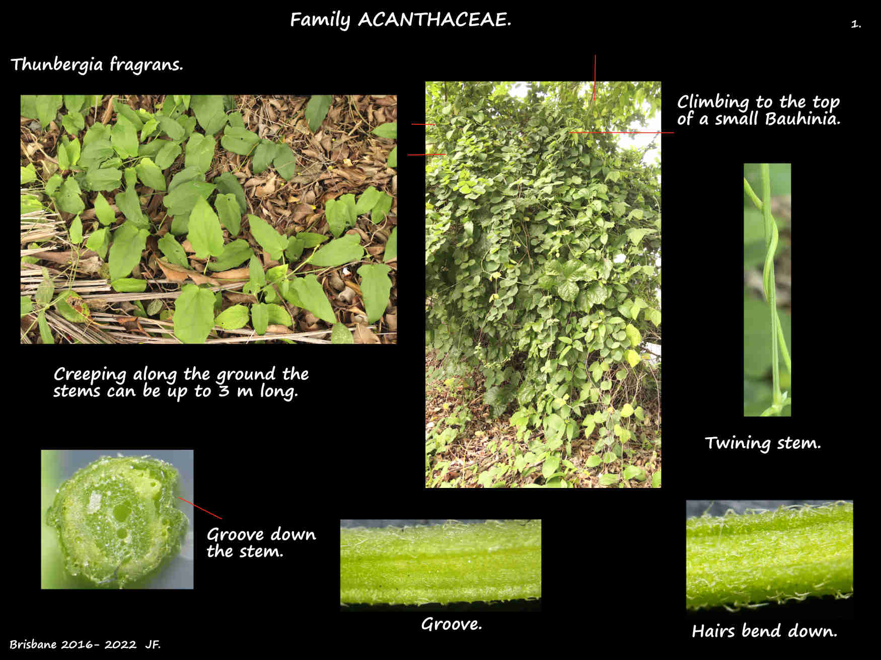 1 Thunbergia fragrans plants & stems