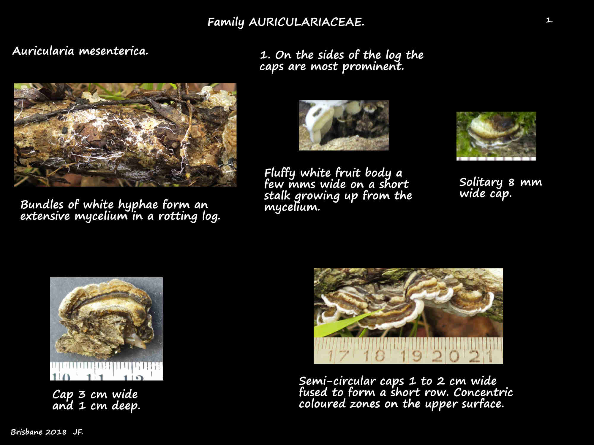 1 Tiers of Auricularia mesenterica & the mycelium