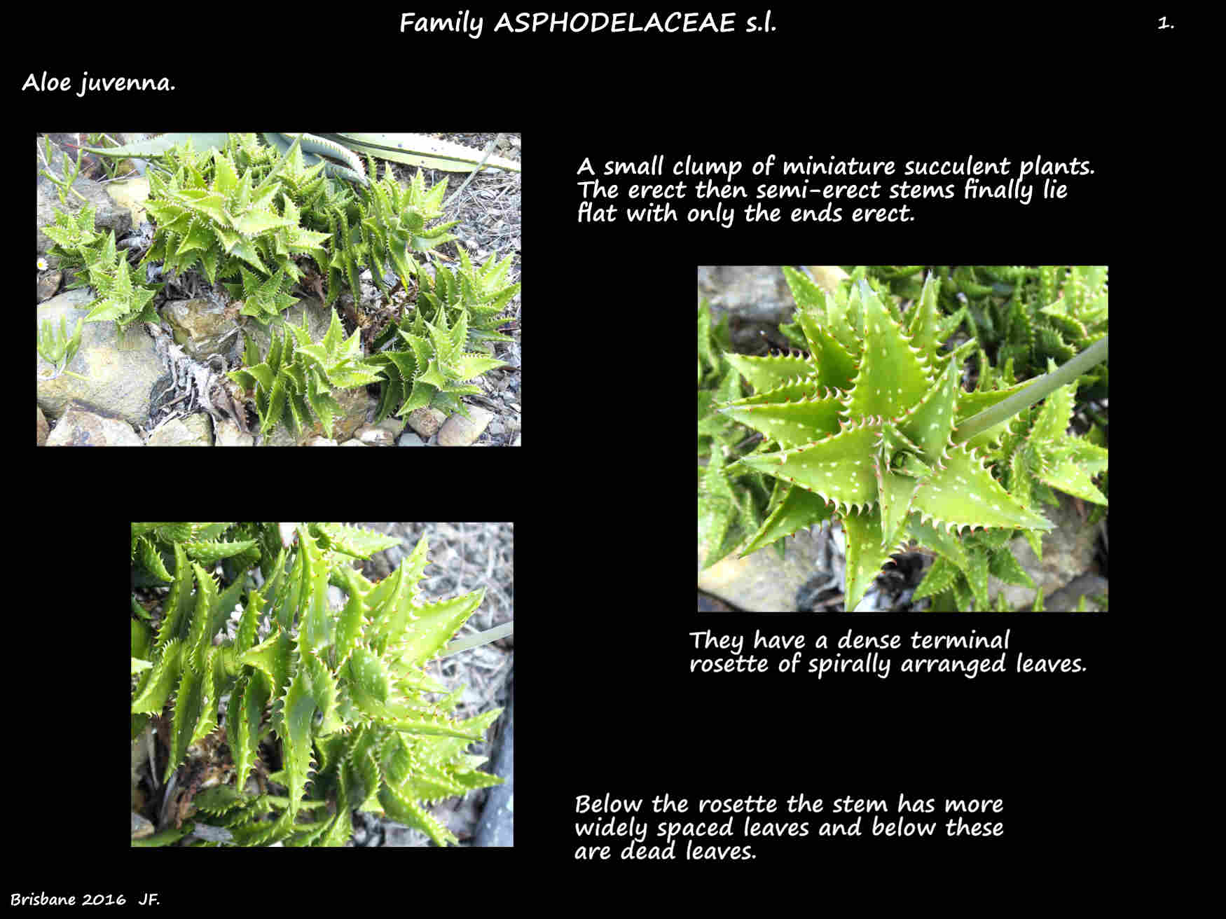 1 Tiger aloe plants