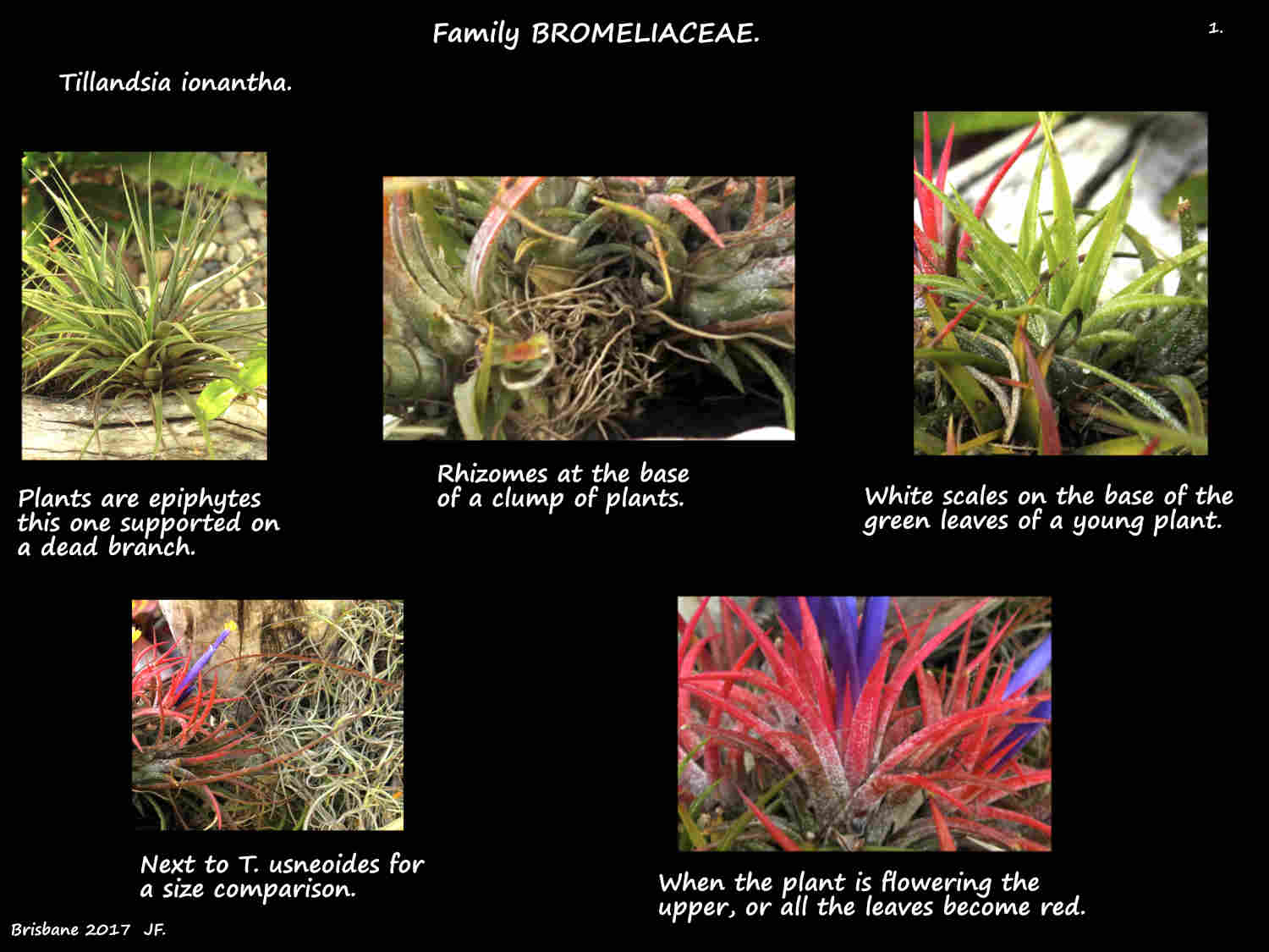 1 Tillandsia ionantha plants, rhizomes & scales