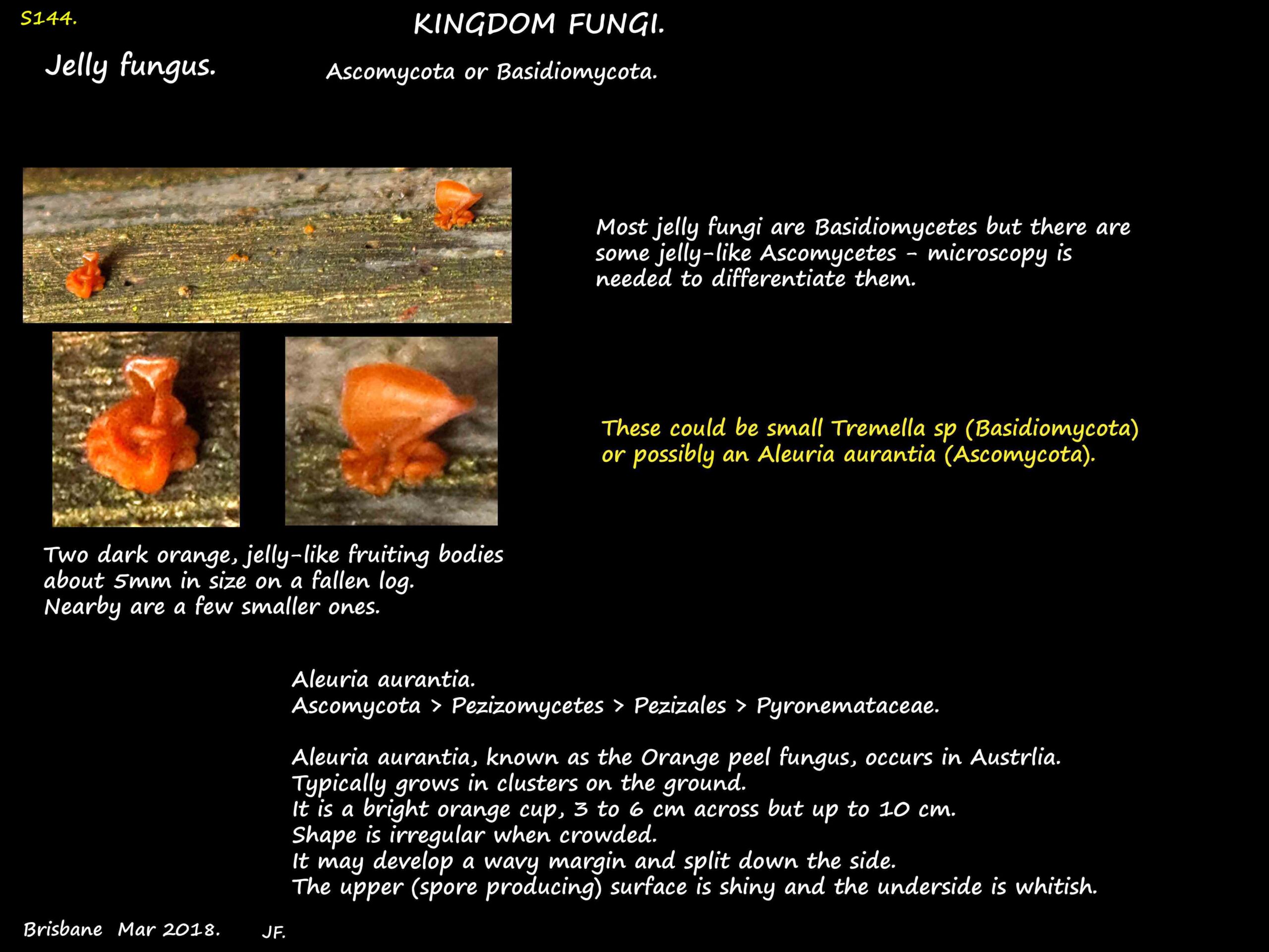 1 Tiny orange jelly fungi