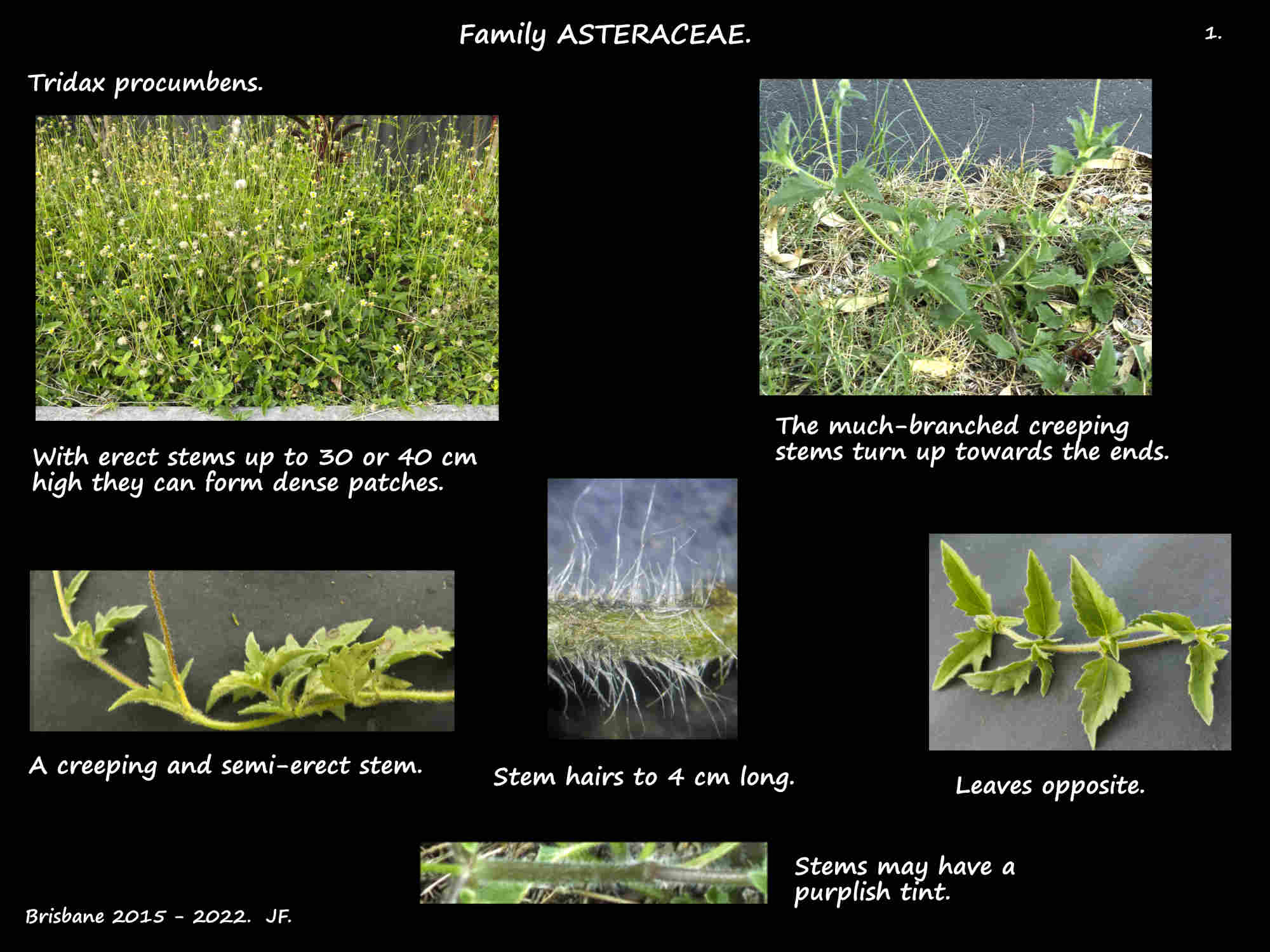 1 Tridax procumbens plants & stems