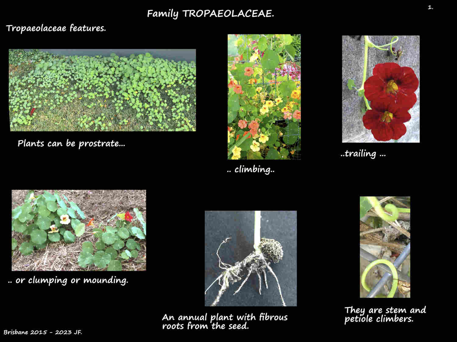 1 Tropaeolaceae plant forms