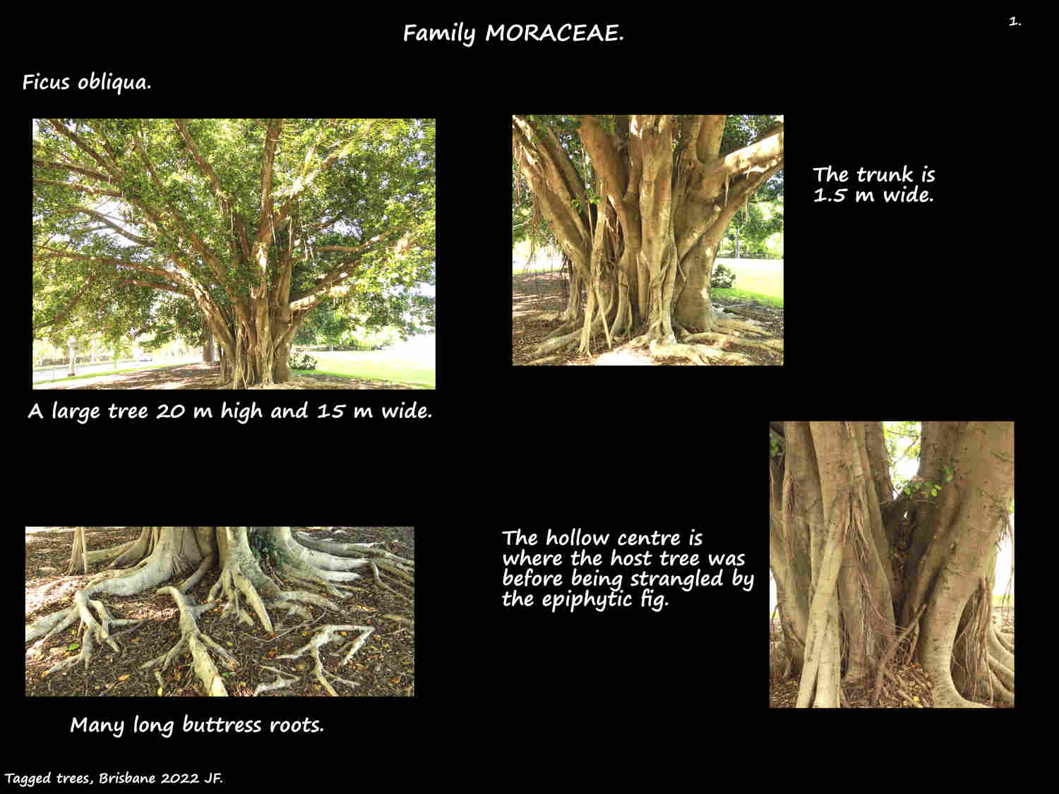 1 Trunk & buttress roots of a Ficus obliqua tree