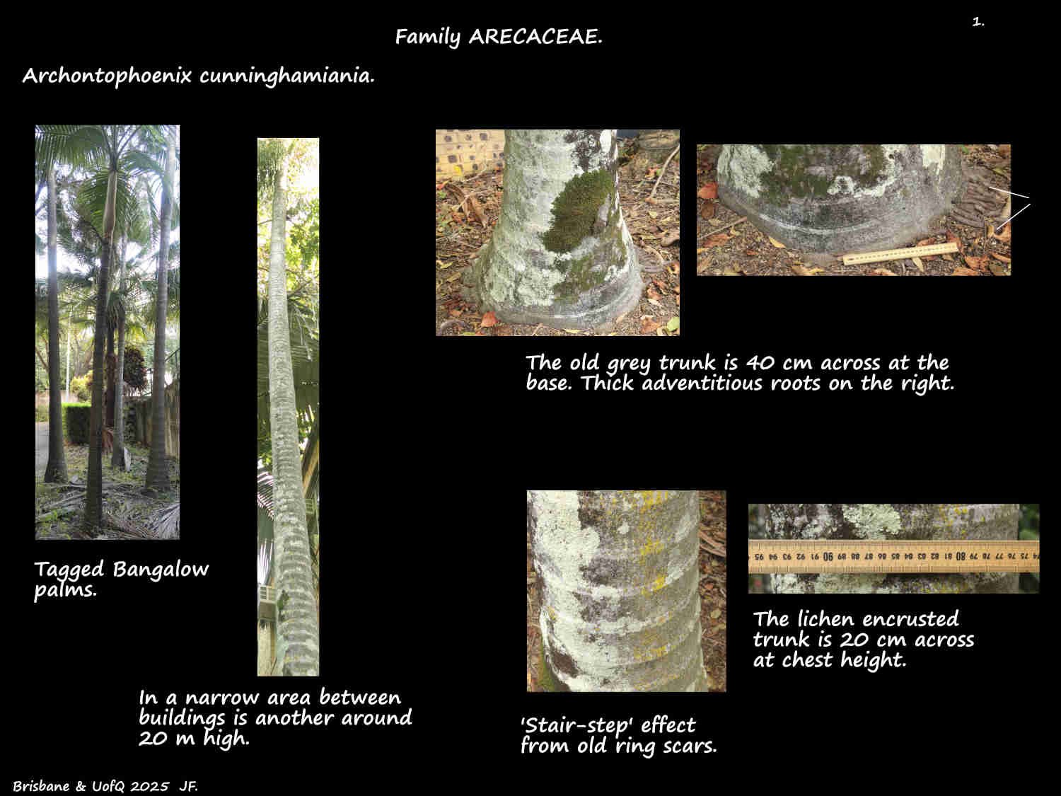 1 Trunk of Bangalow palms
