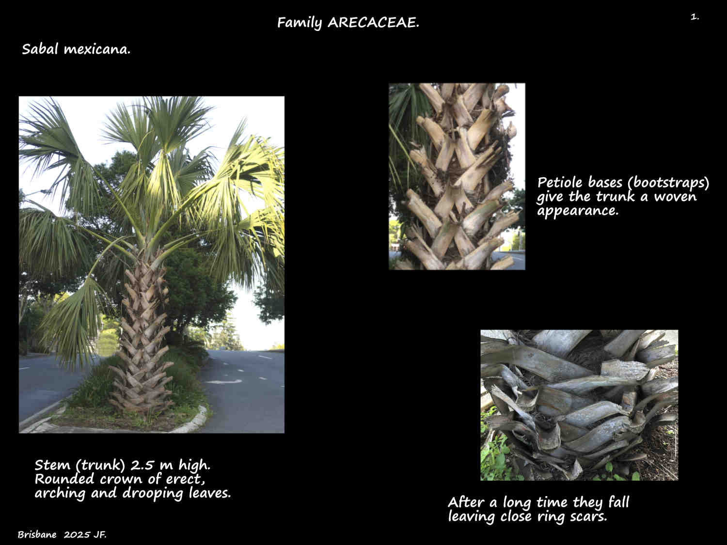 1 Trunk of a Sabal mexicana palm