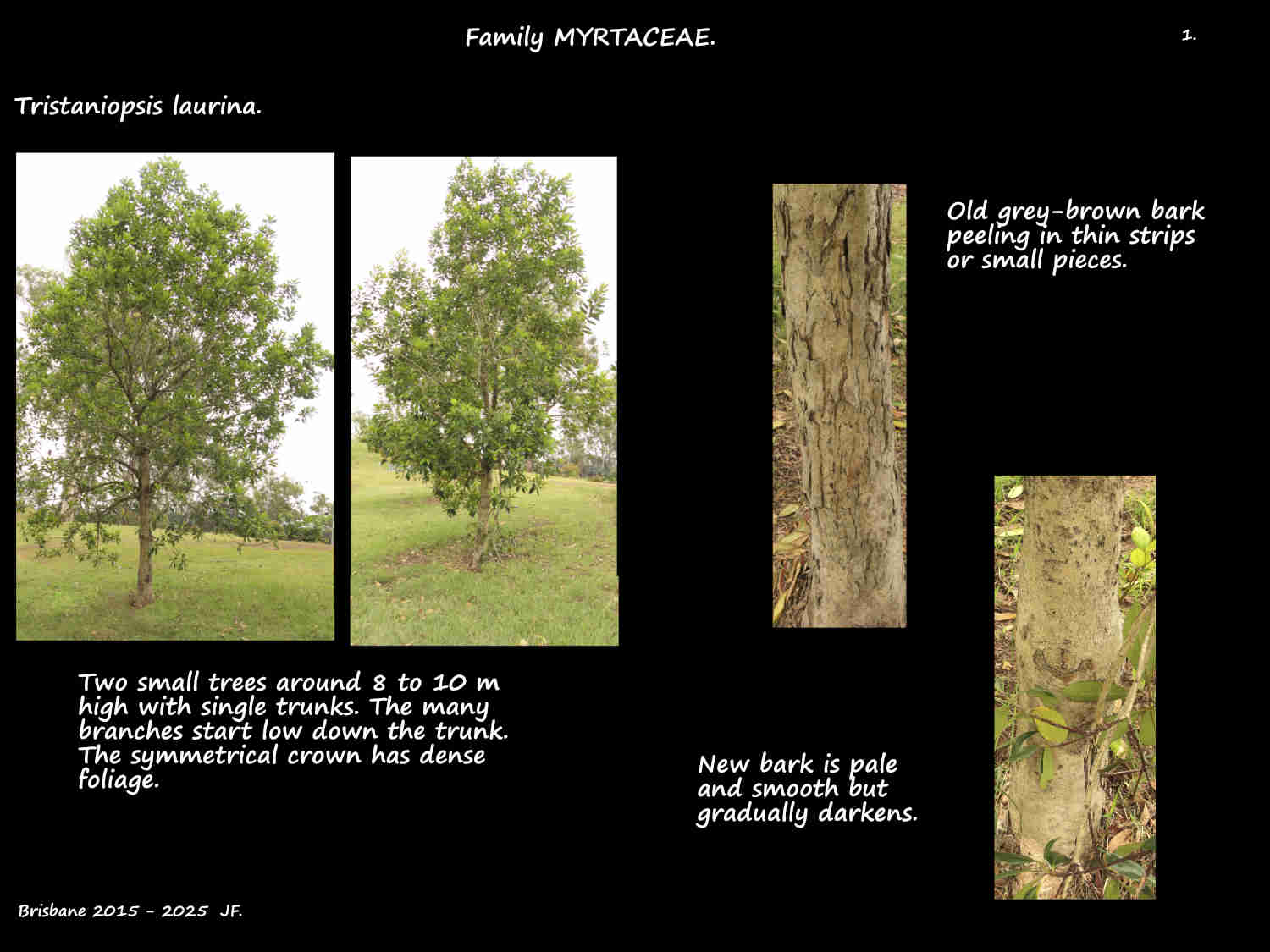 1 Two small Water gum trees