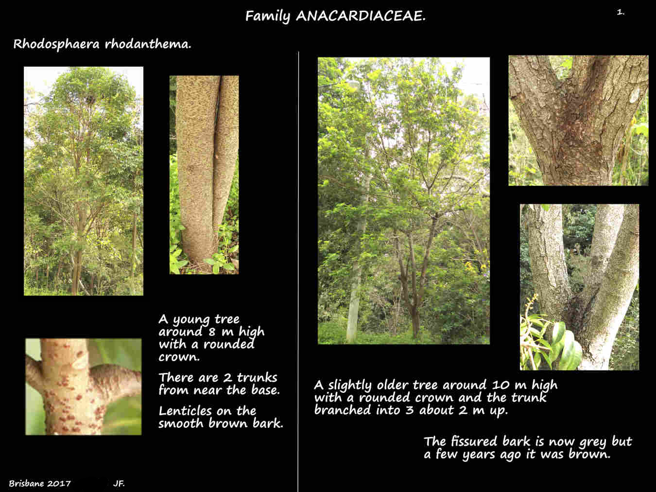 1 Two young Rhodosphaera rhodanthema trees