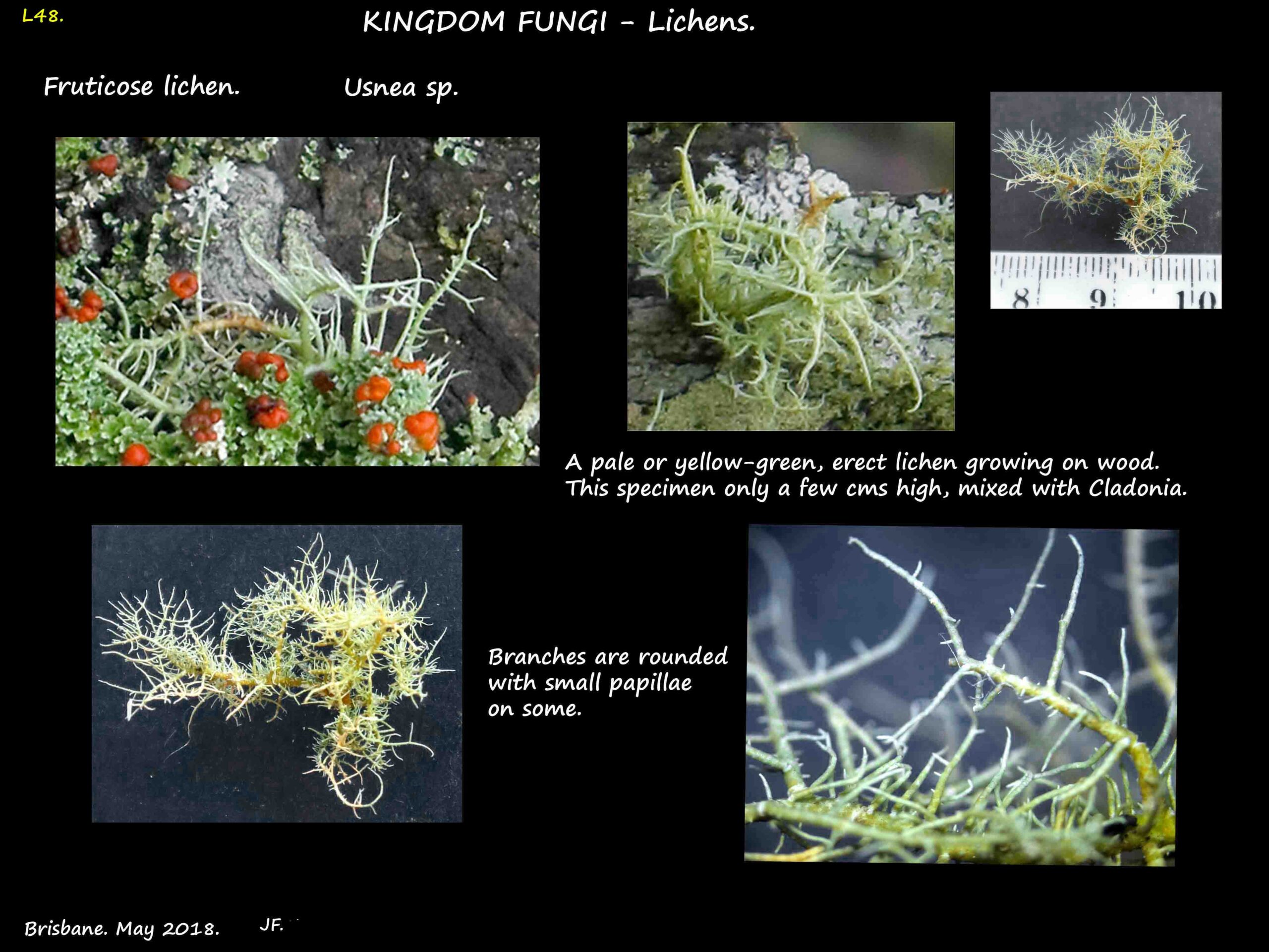 1 The erect branches of a Usnea lichen