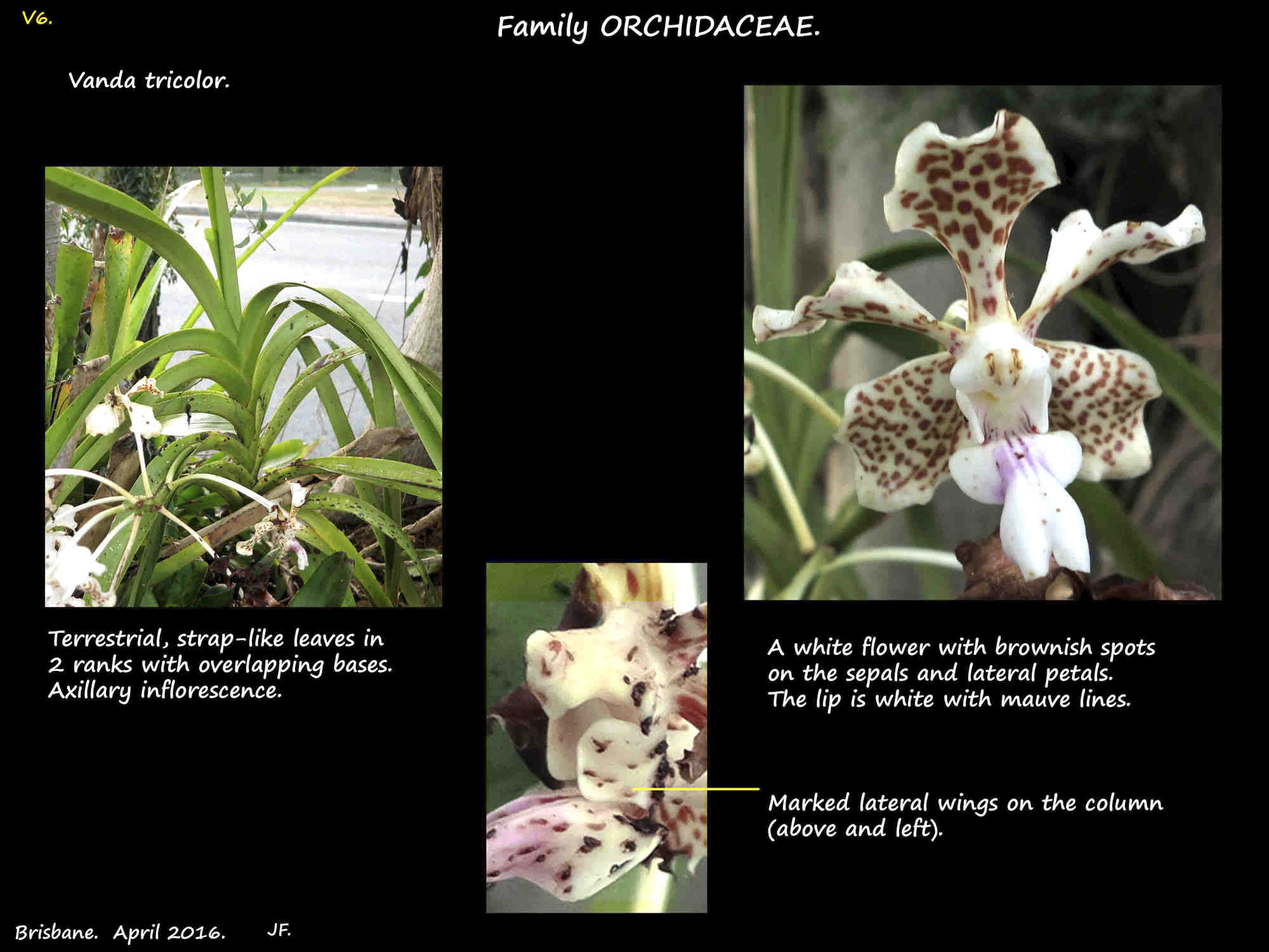 1 Vanda tricolor orchids