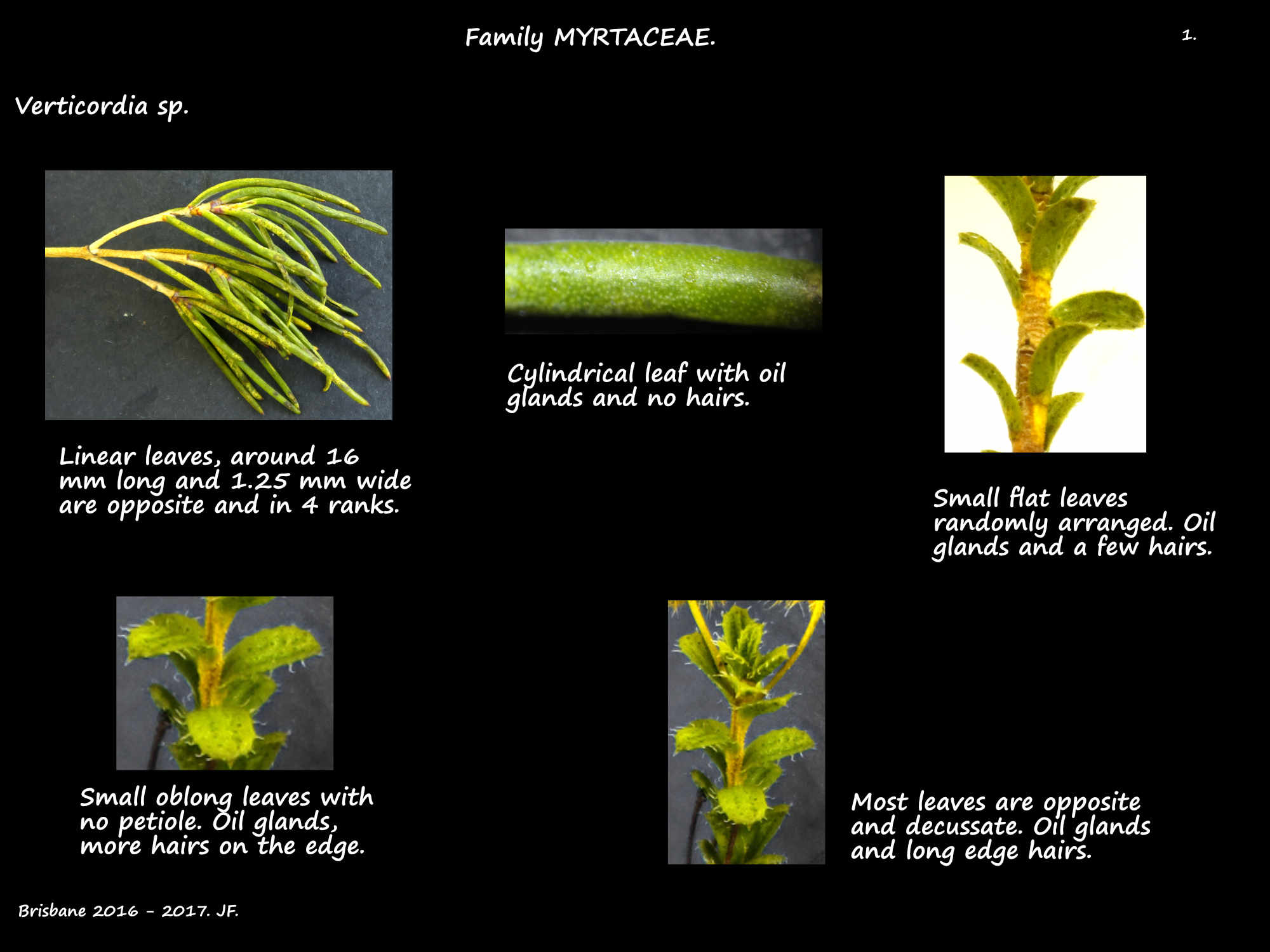 1 Verticordia sp. leaves