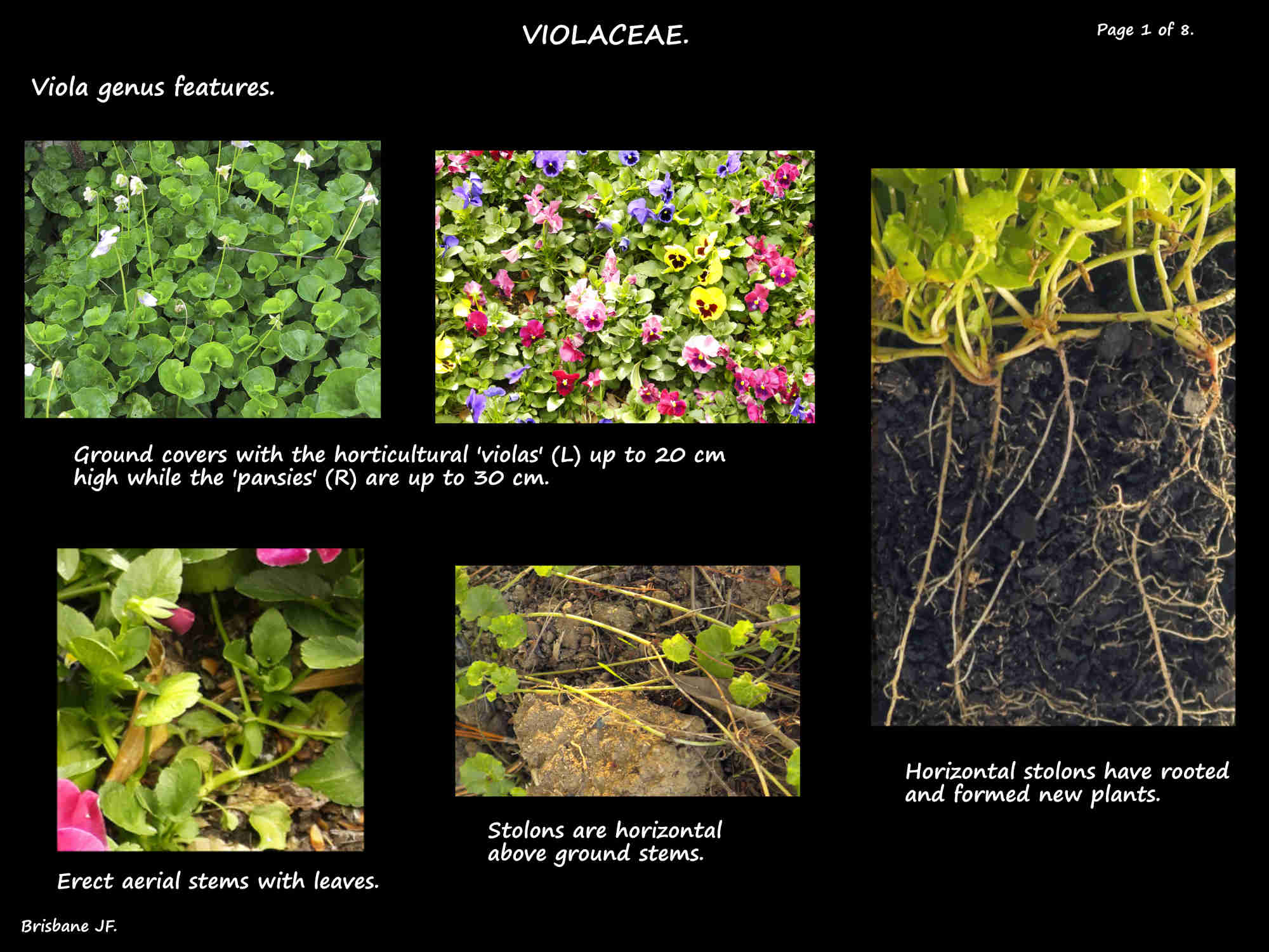 1 Viola plants, stems & stolons