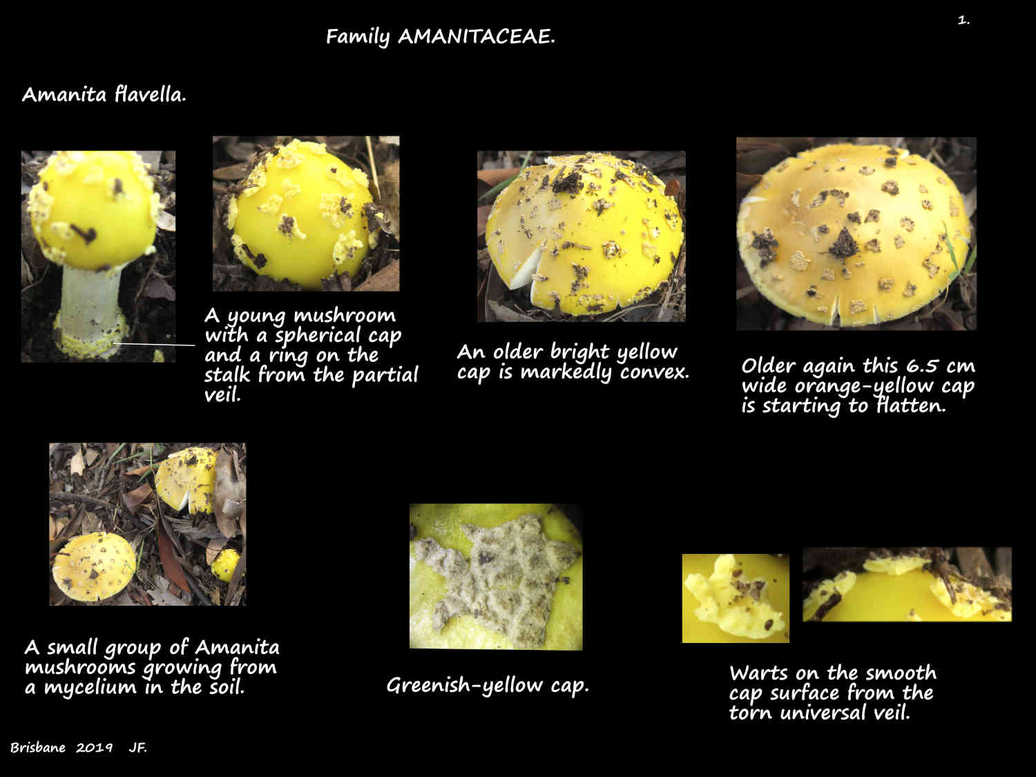1 Warts on a young Amanita flavella