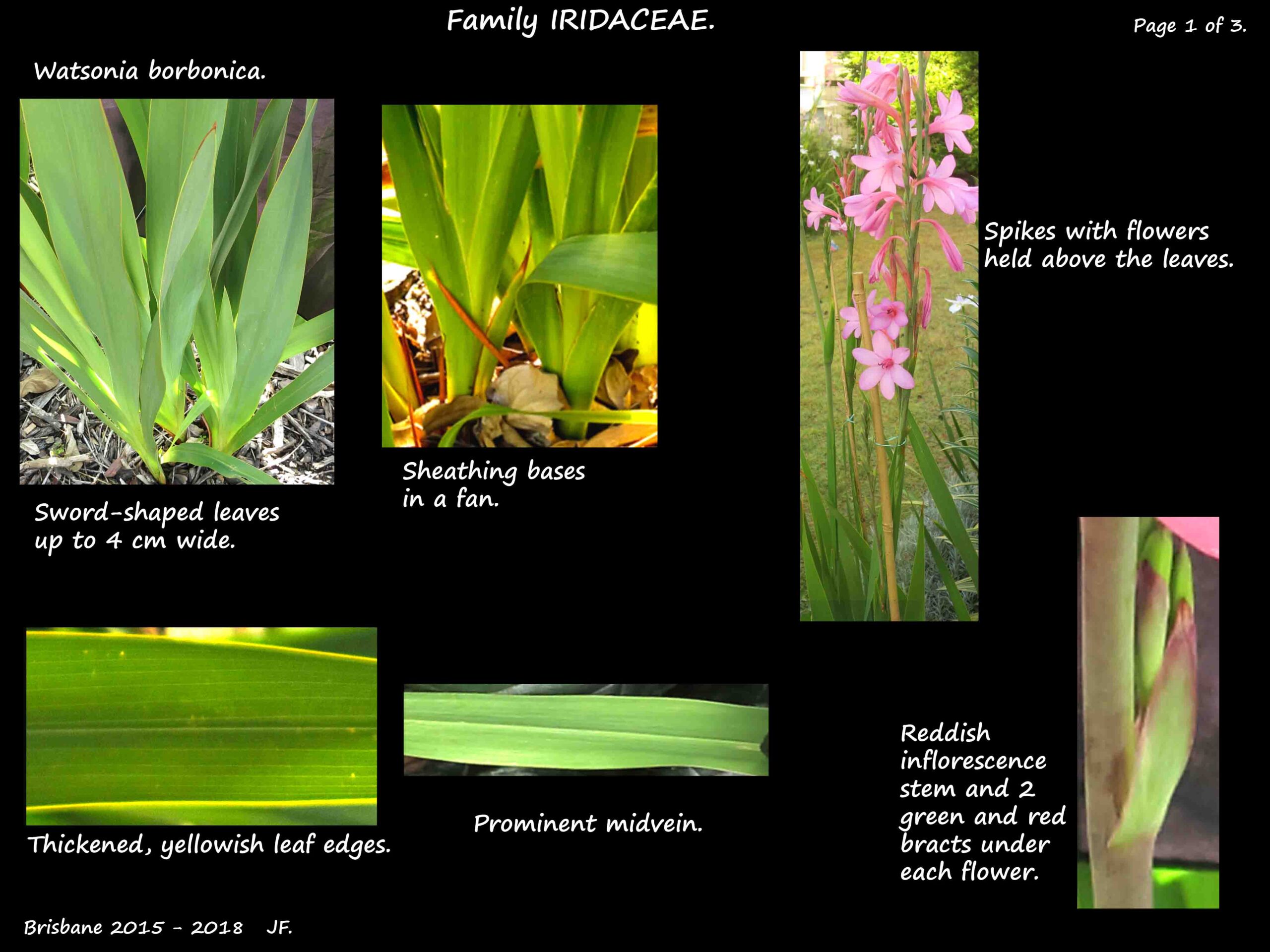 1 Watsonia borbonica leaves & inflorescences