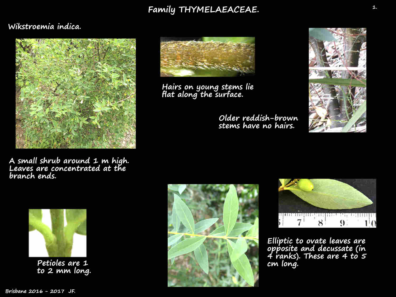 1 Wikstroemia indica shrub & leaves