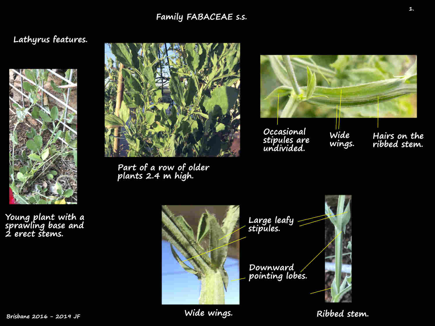 1 Winged stems & stipules on Lathyrus plants