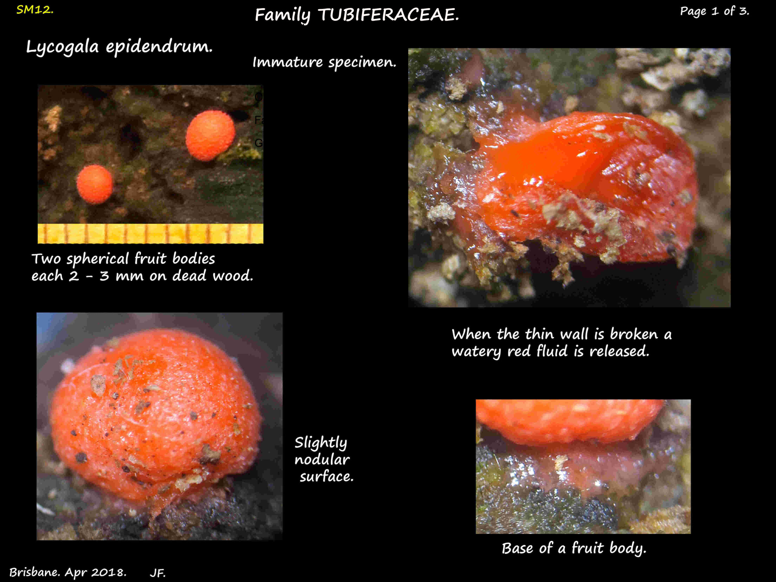 1 Young red fruit bodies of Lycogala epidendrum