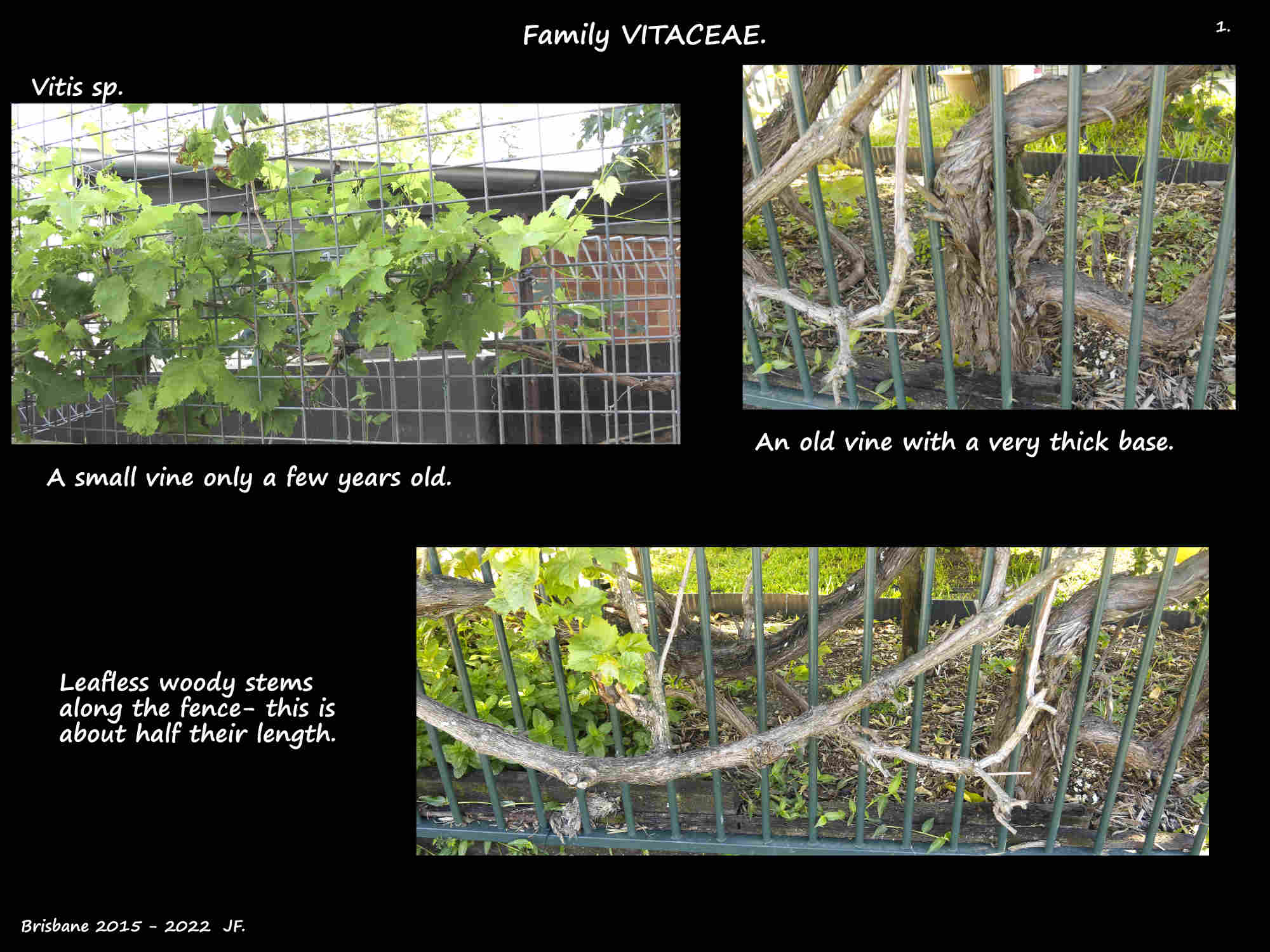 1 Young & very old grape vines