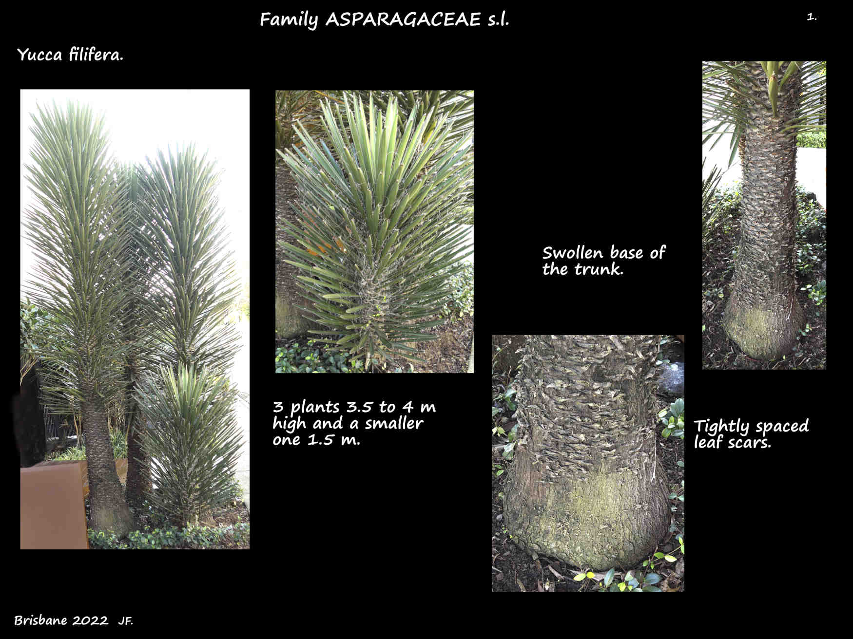 1 Yucca filifera plants & the trunk