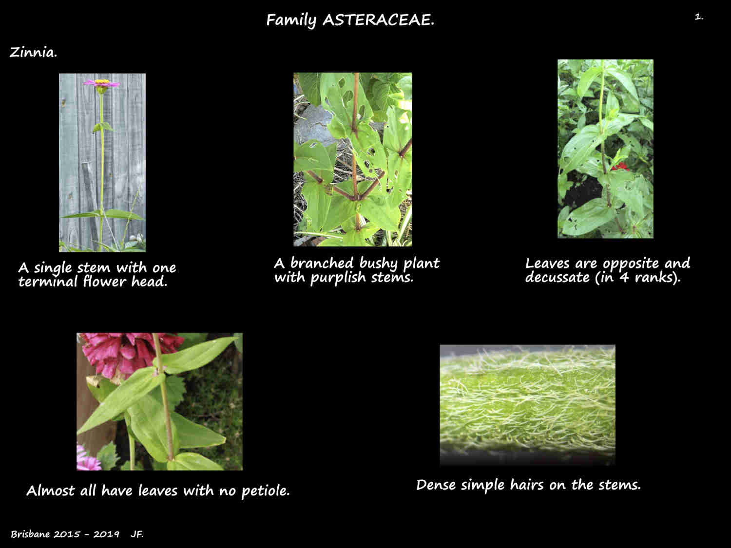 1 Zinnia plants & hairy stems