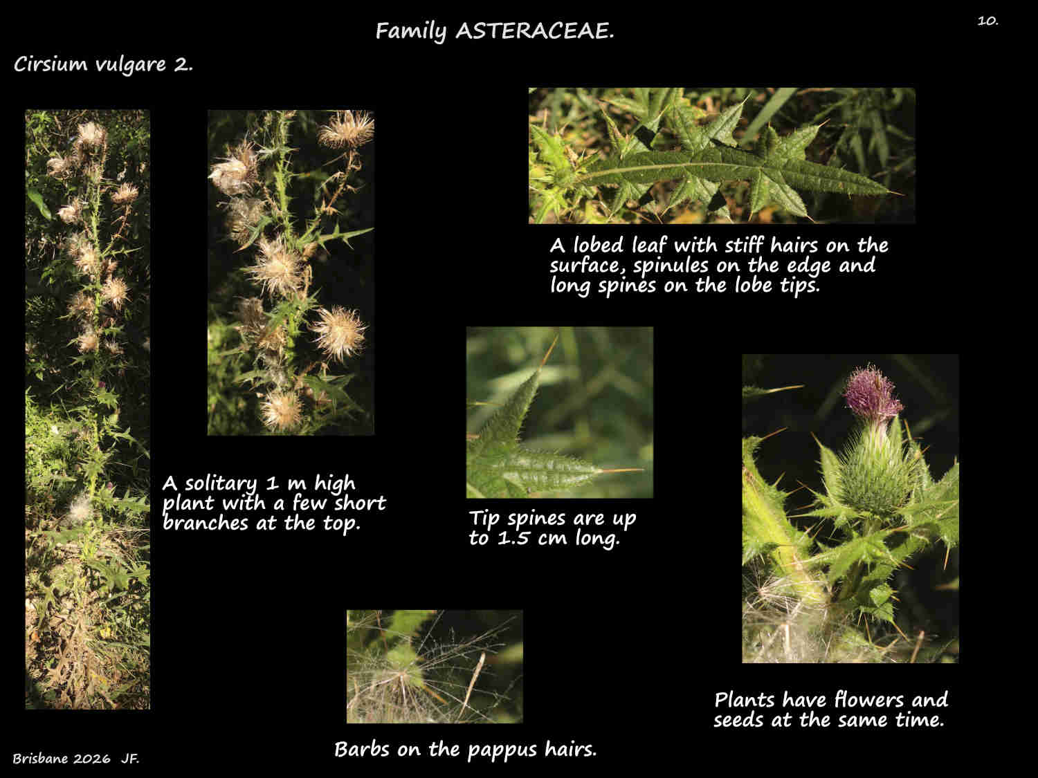 10 A 1 m Cirsium vulgare