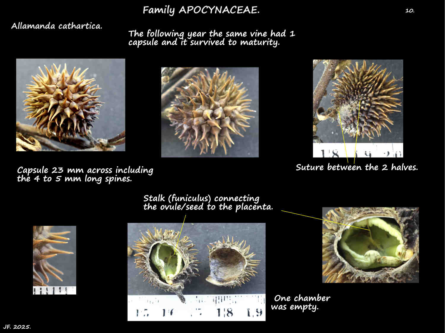 10 A rare cultivated Allamanda cathartica capsule