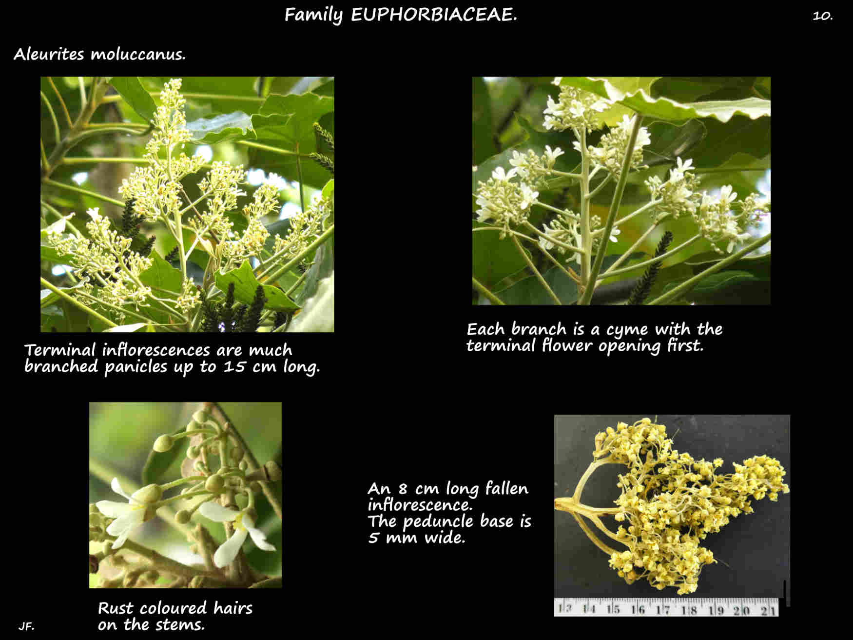 10 Aleurites moluccanus inflorescences