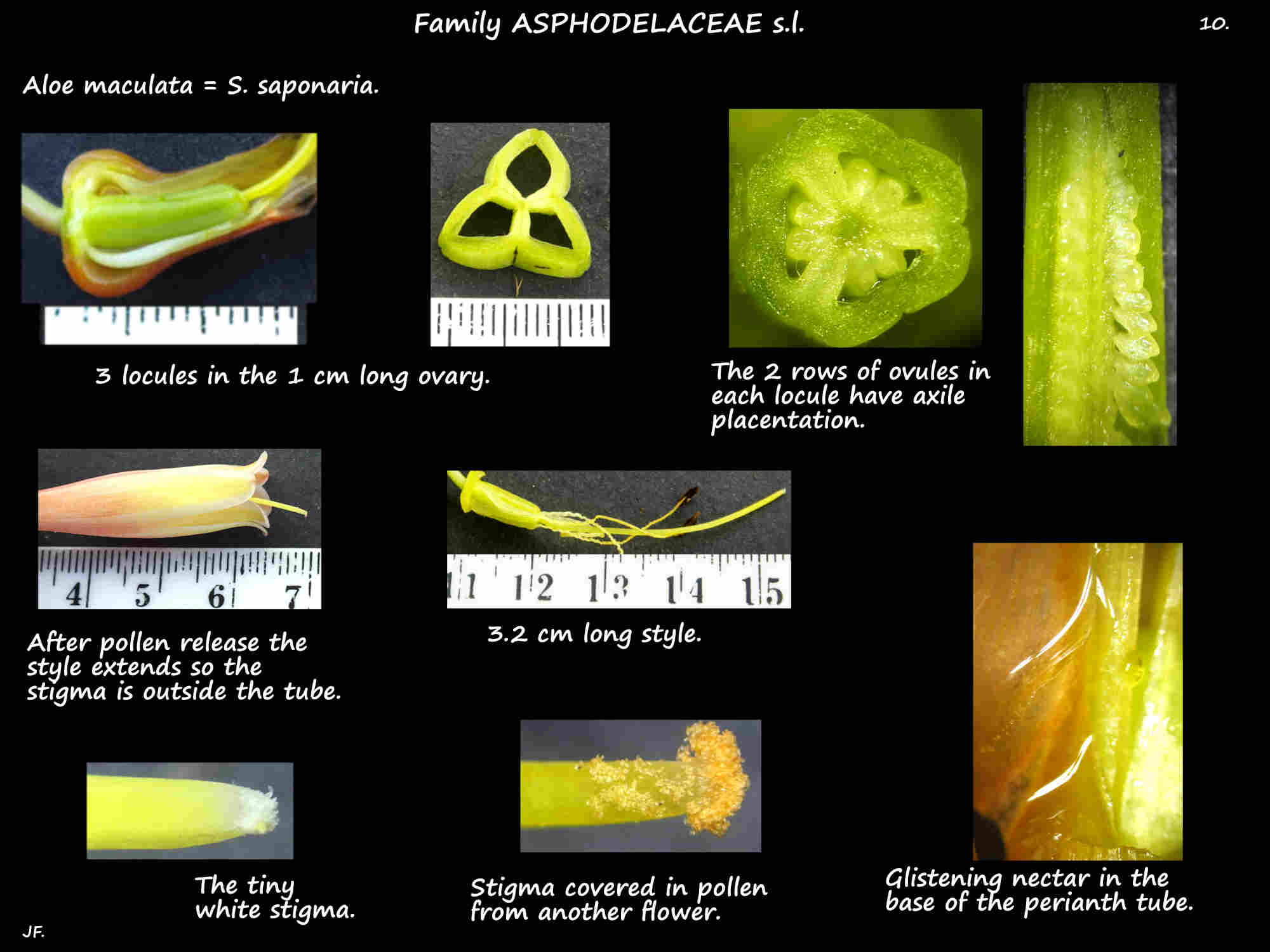 10 Aloe maculata stigma, ovary & ovules
