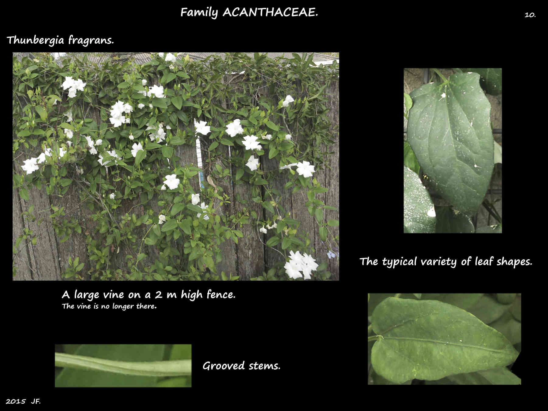 10 An old Thunbergia fragrans vine
