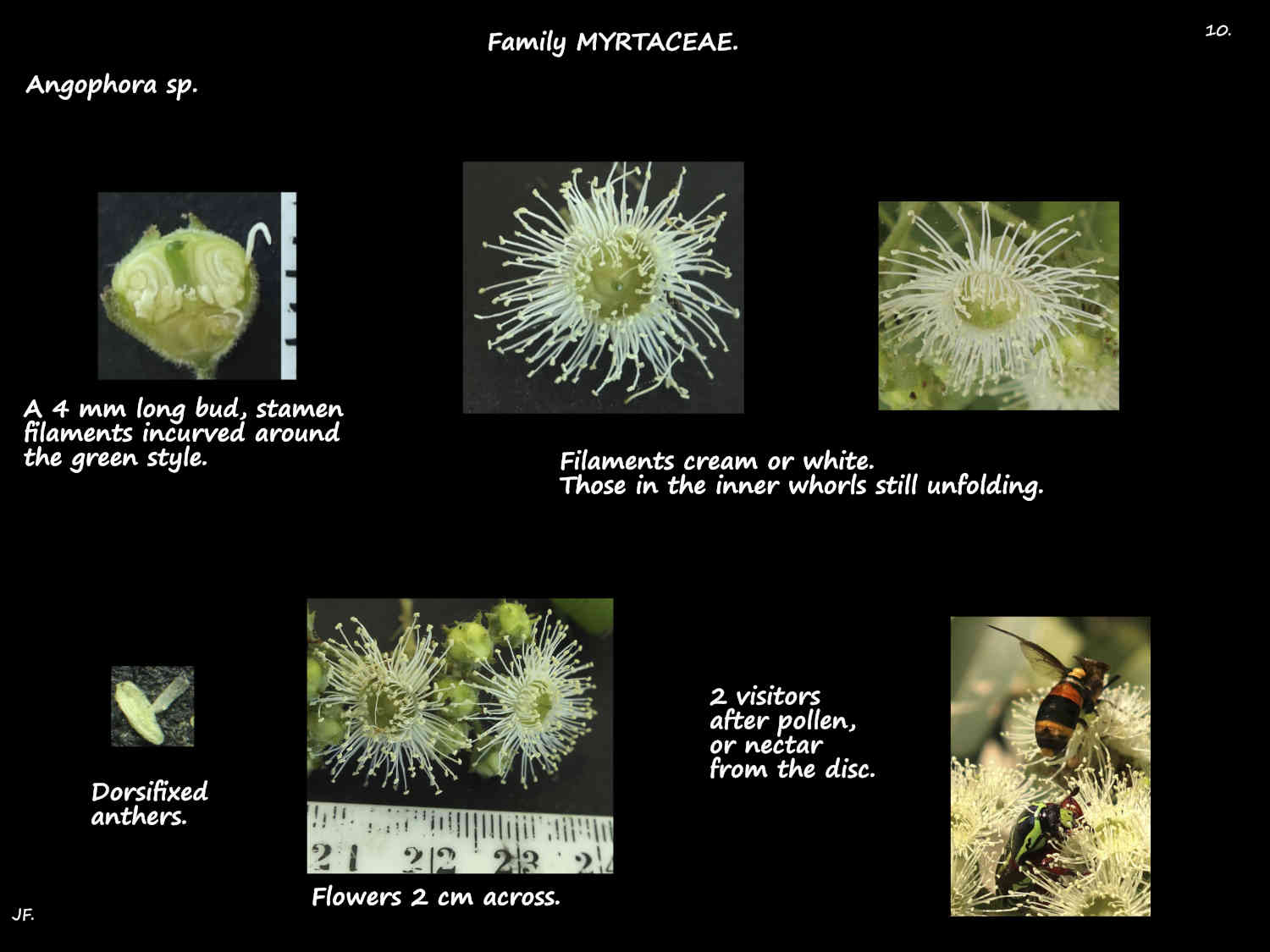 10 Angophora stamens