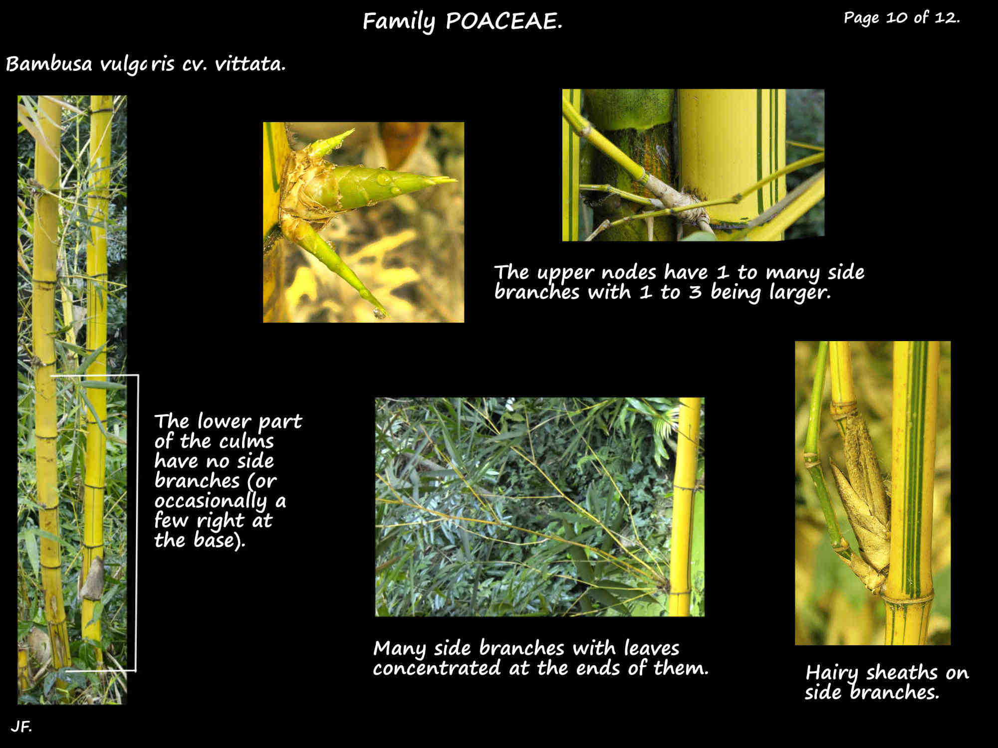 10 Bambusa vulgaris cv. vittata side branches