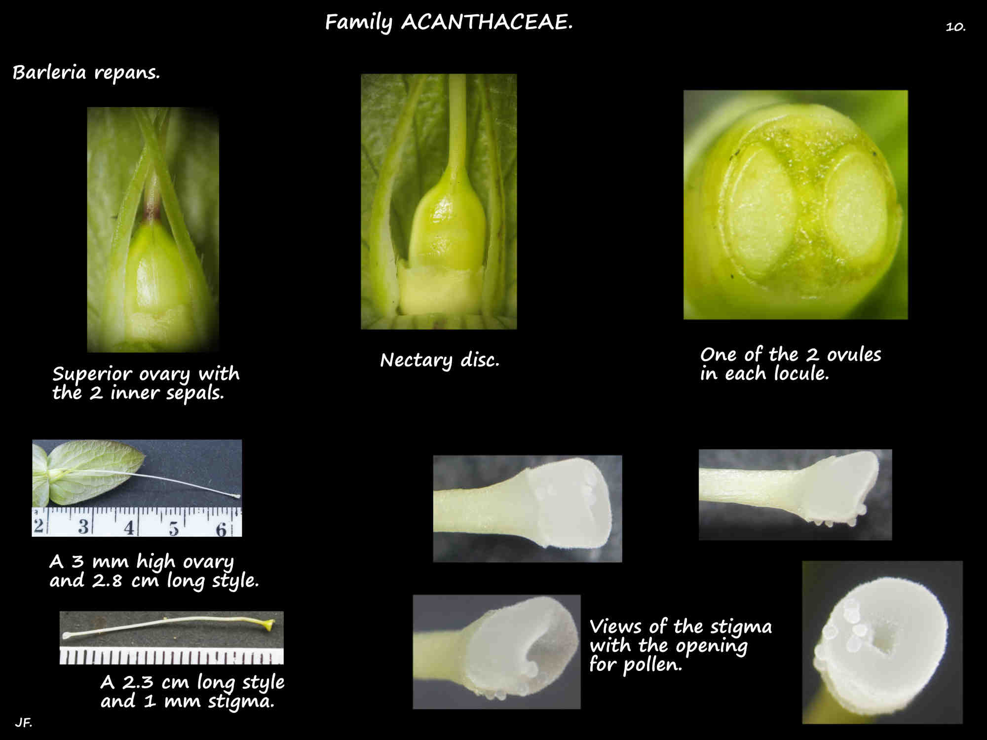 10 Barleria repans nectary, ovary & stigma