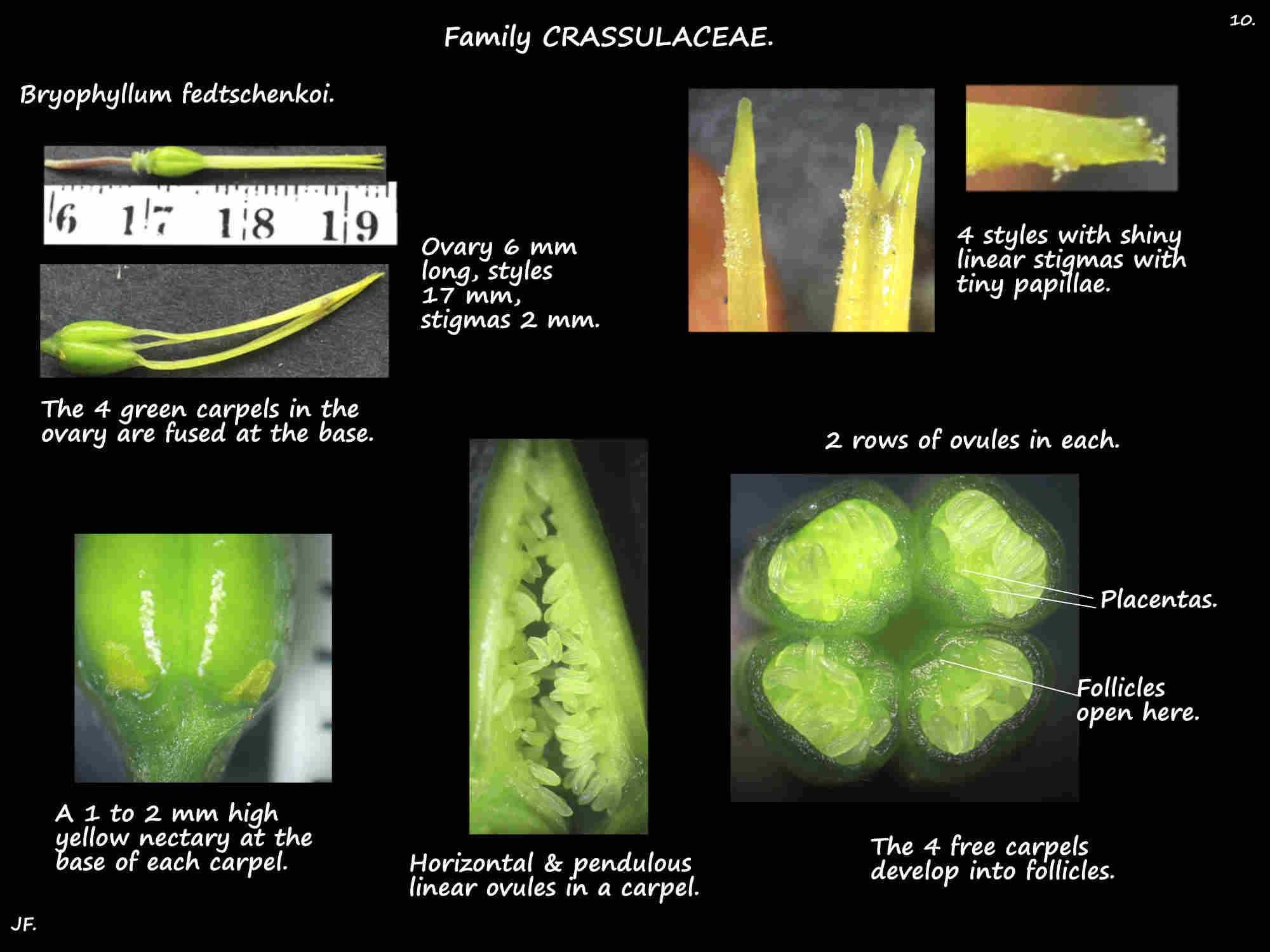 10 Bryophyllum fedtschenkoi ovary