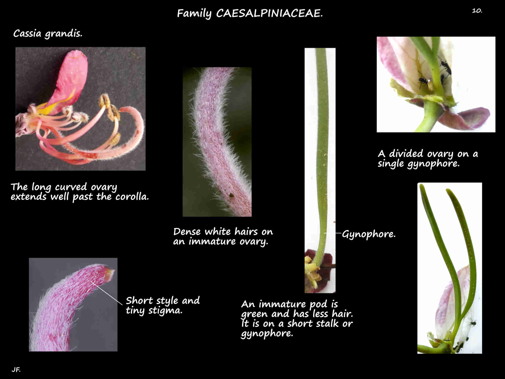 10 Cassia grandis ovary, style & stigma