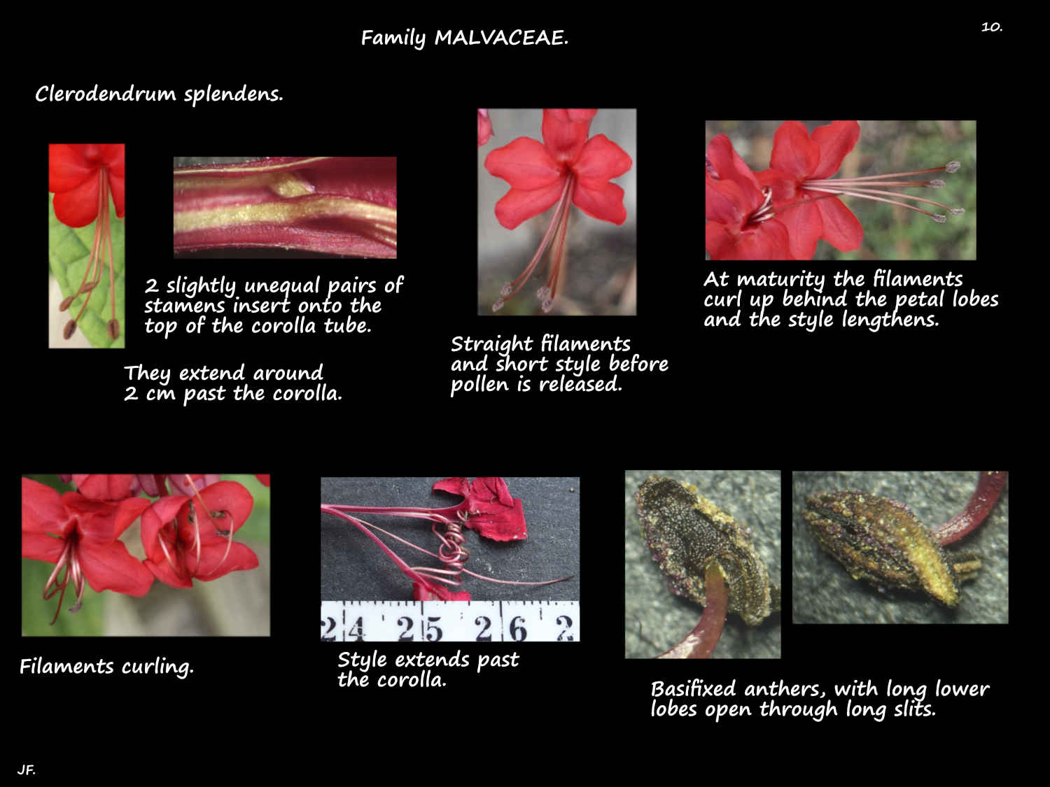 10 Clerodendrum splendens stamens