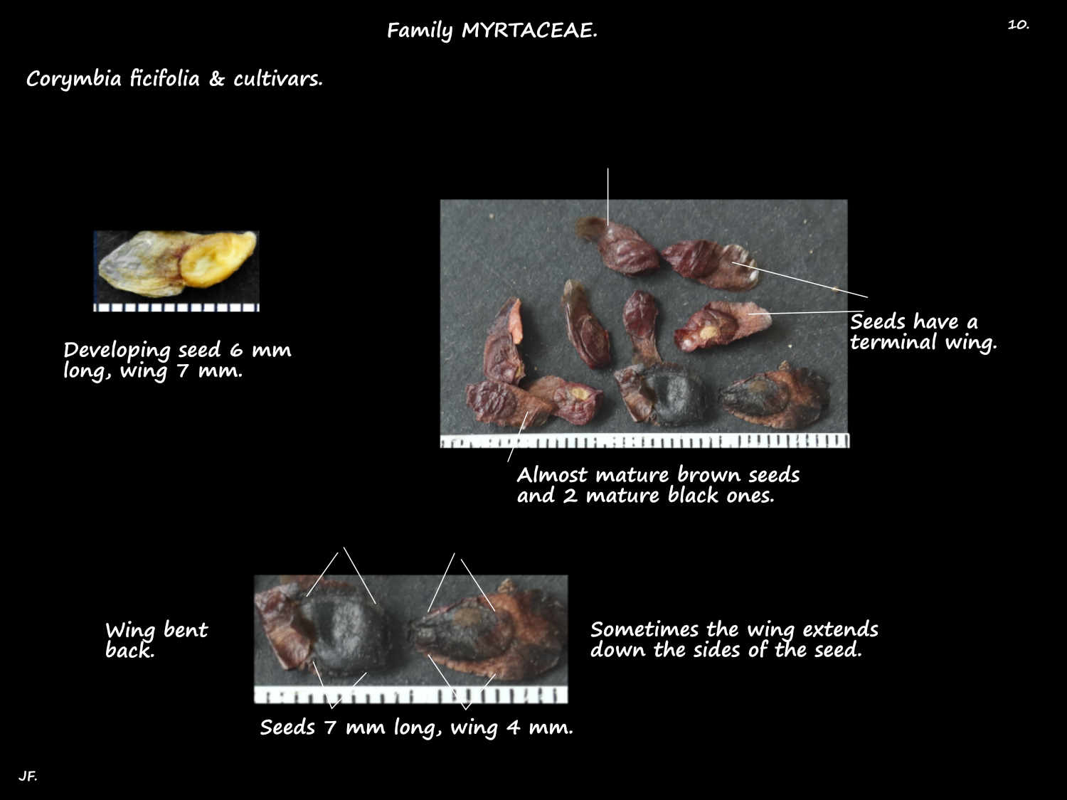 10 Corymbia ficifolia seeds