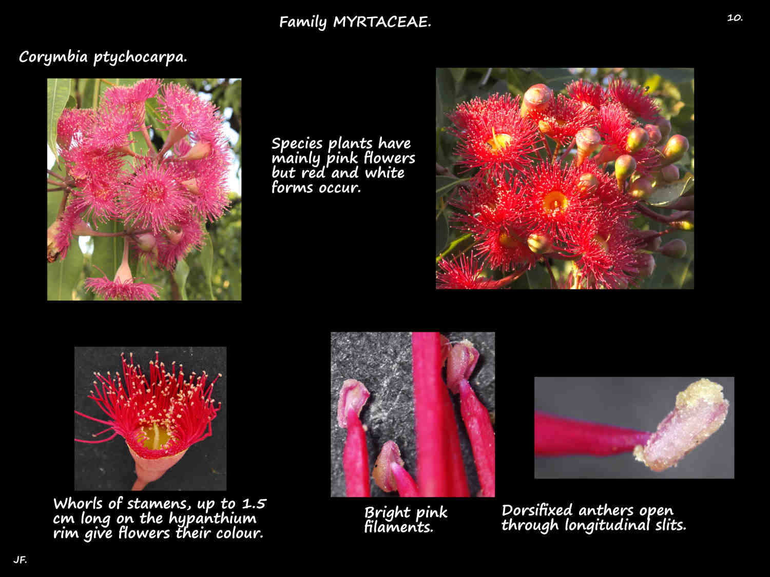 10 Corymbia ptychocarpa stamens