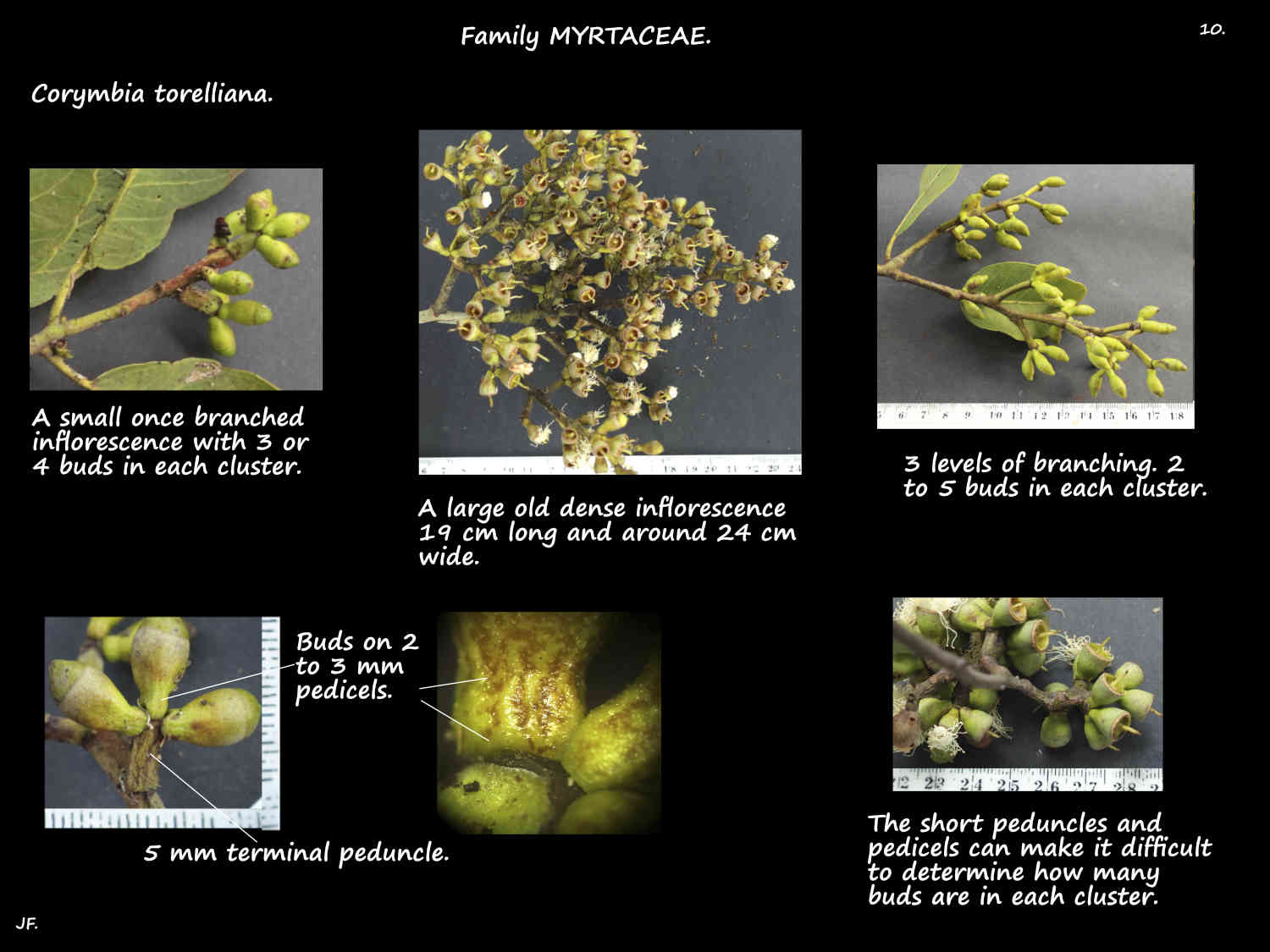 10 Corymbia torelliana inflorescences