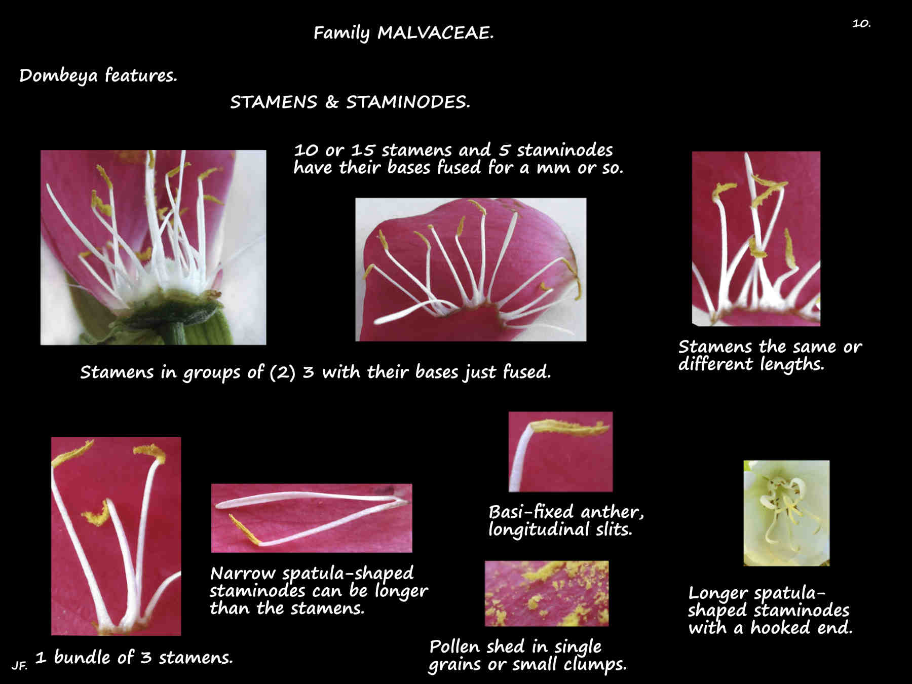 10 Dombeya stamens & staminodes