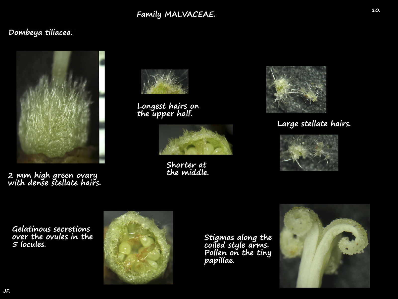 10 Dombeya tiliacea ovary & stigmas