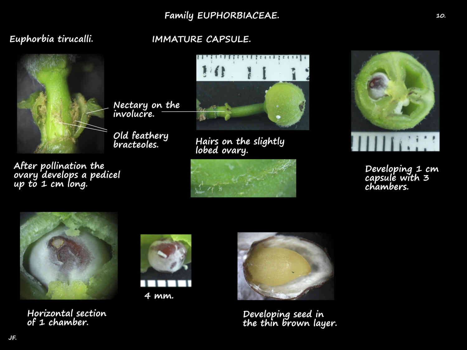 10 Euphorbia tirucalli capsule