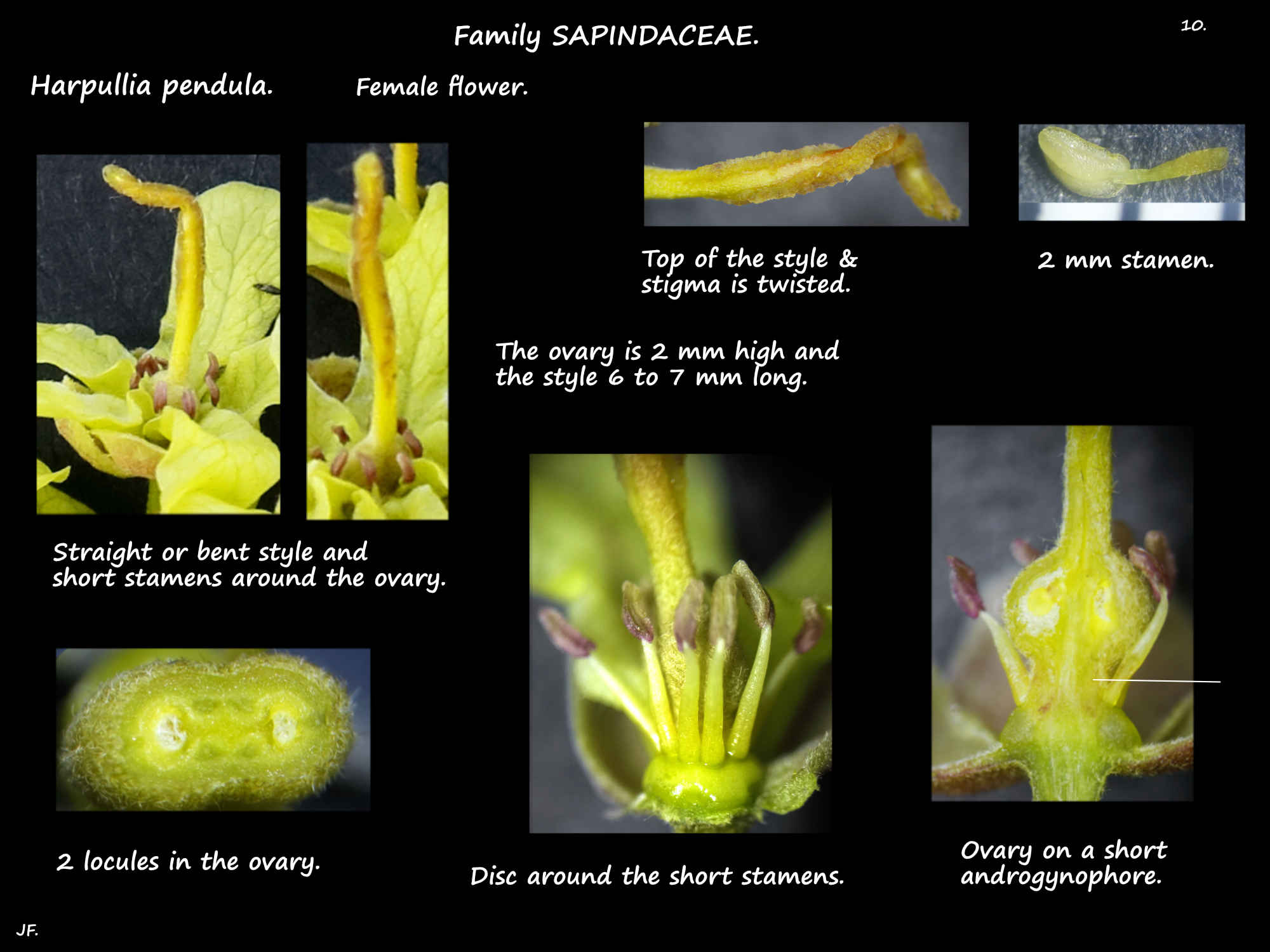 10 Female Harpullia pendula flowers