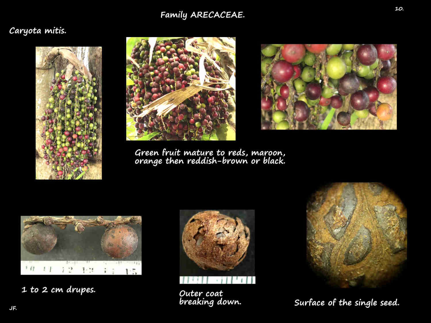10 Fishtail palm drupes