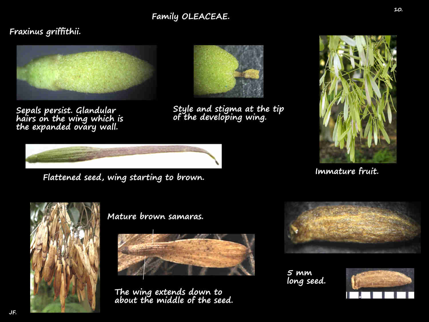 10 Fraxinus griffithii samaras