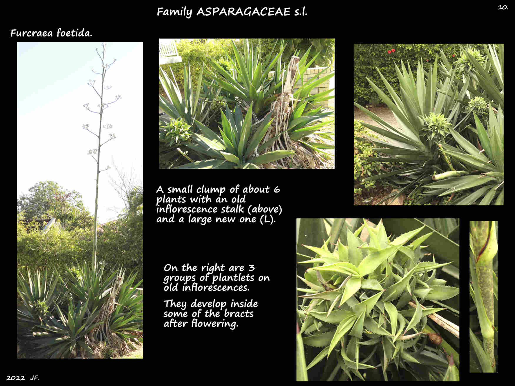 10 Furcraea foetida plantlets