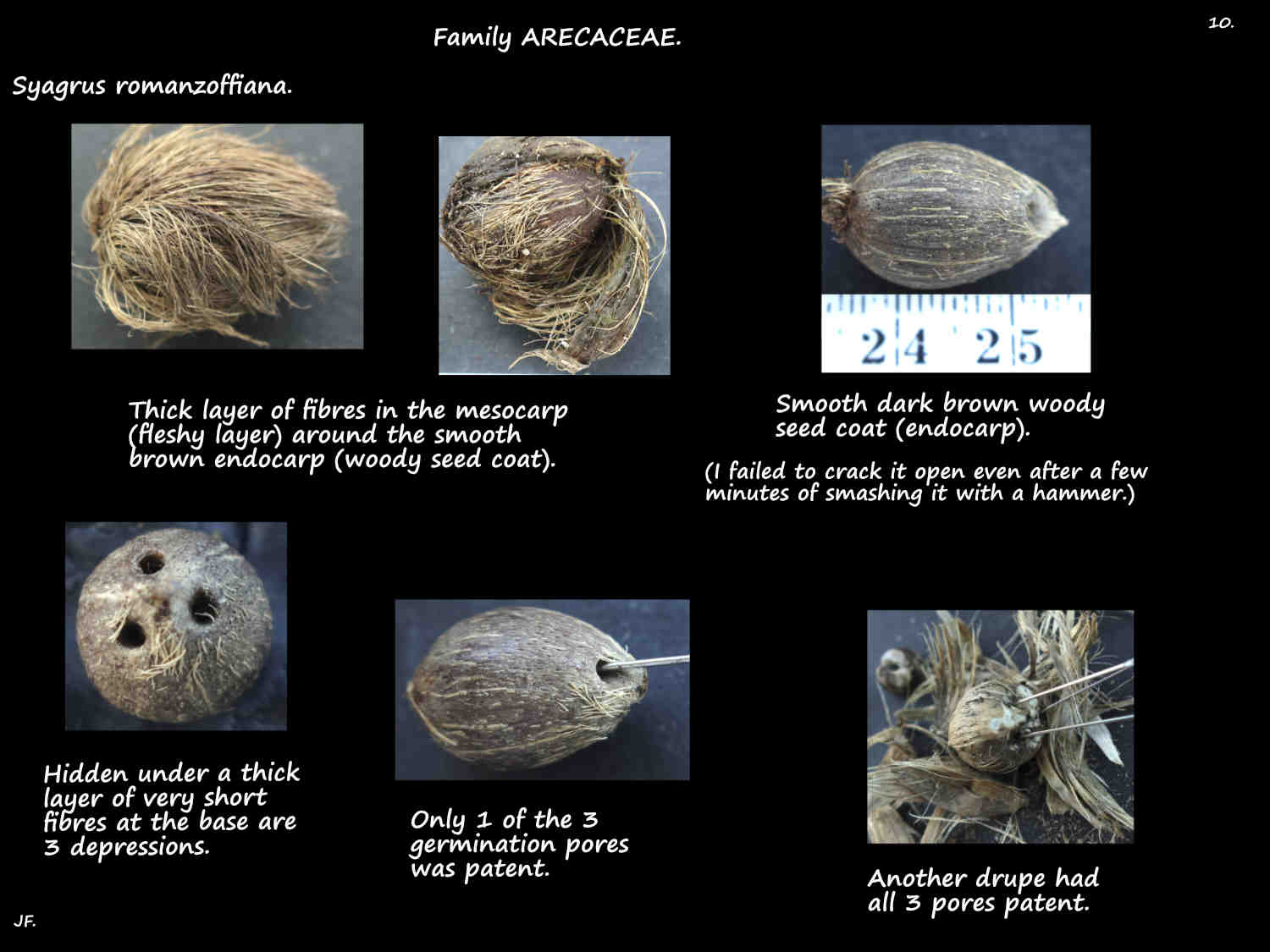 10 Germination pores on Sygrus drupes