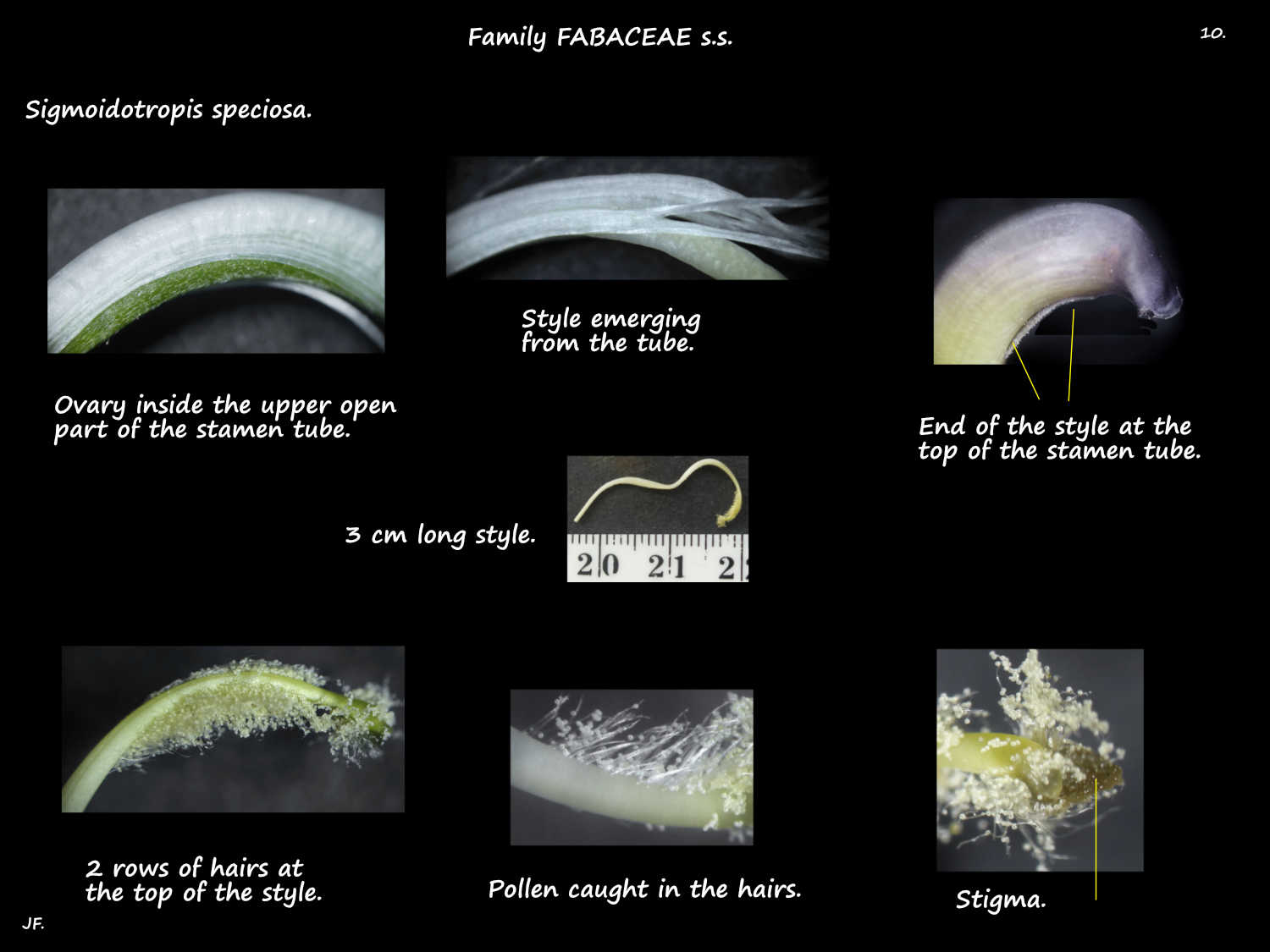 10 Hairs on the Sigmoidotropis speciosa style