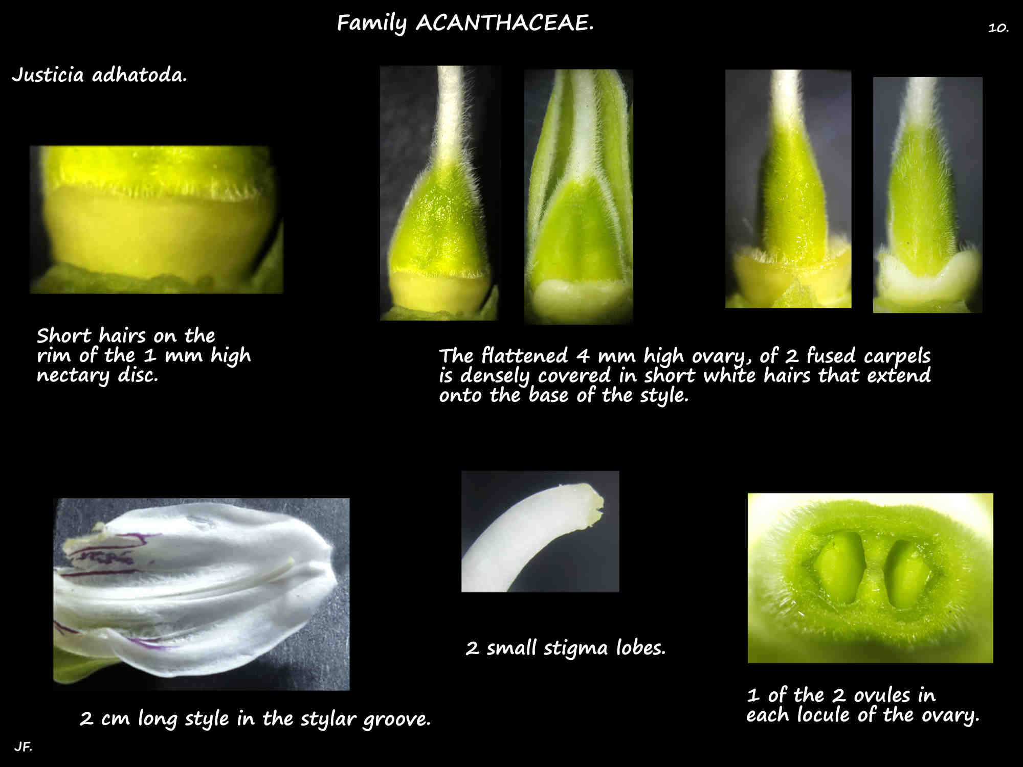 10 Justicia adhatoda nectary, ovary & ovules