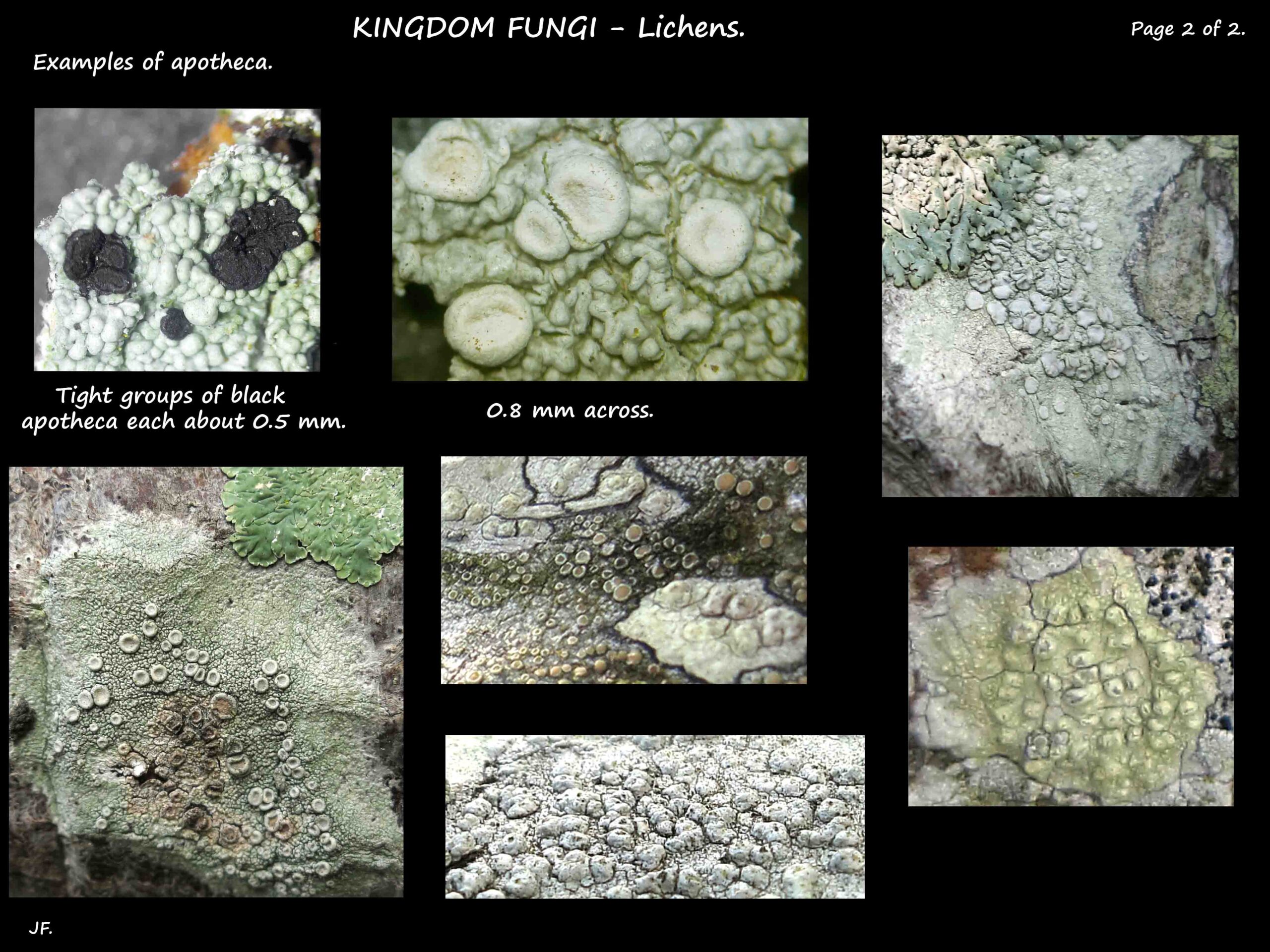 10 More lichen apotheca