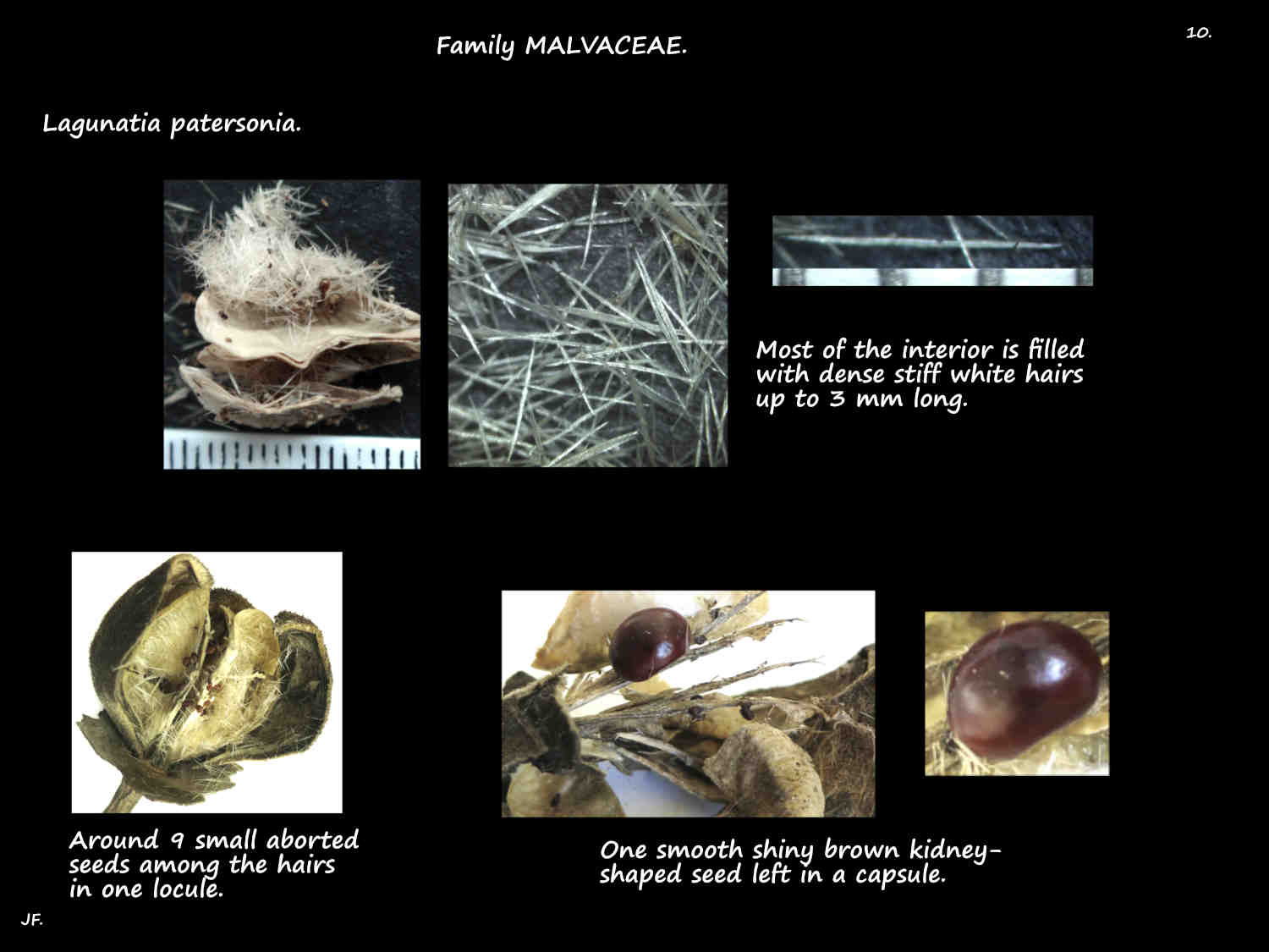 10 Long hairs around the Lagunaria seeds